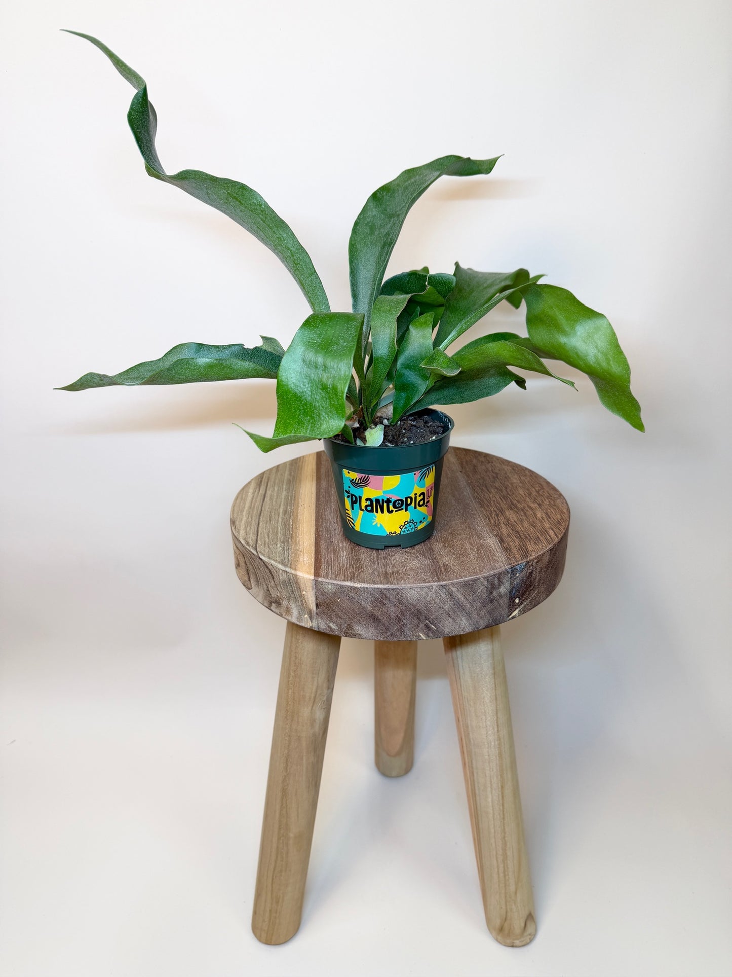 Fern Staghorn 4" Pot