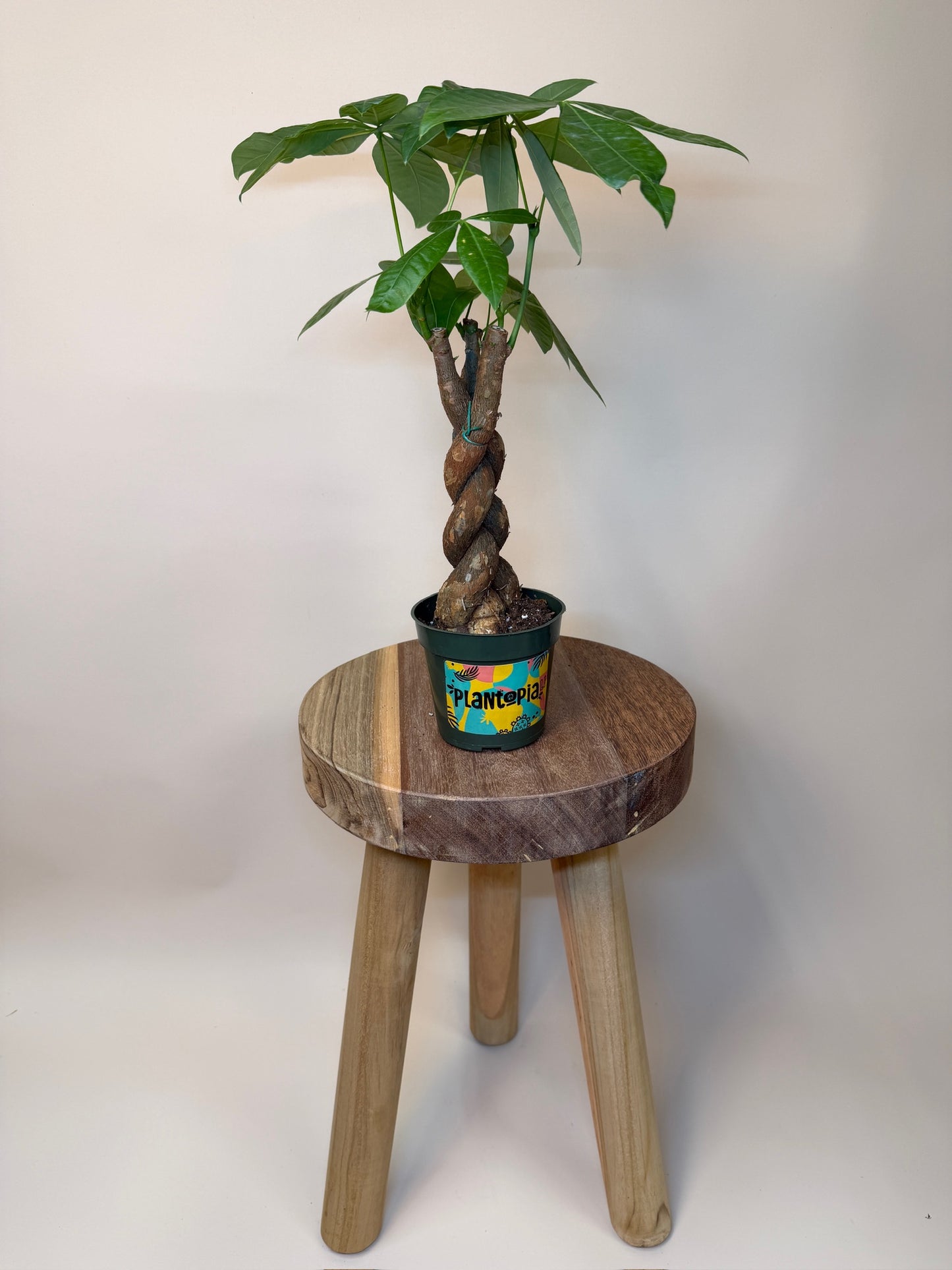 Money Tree Braided 4" Pot