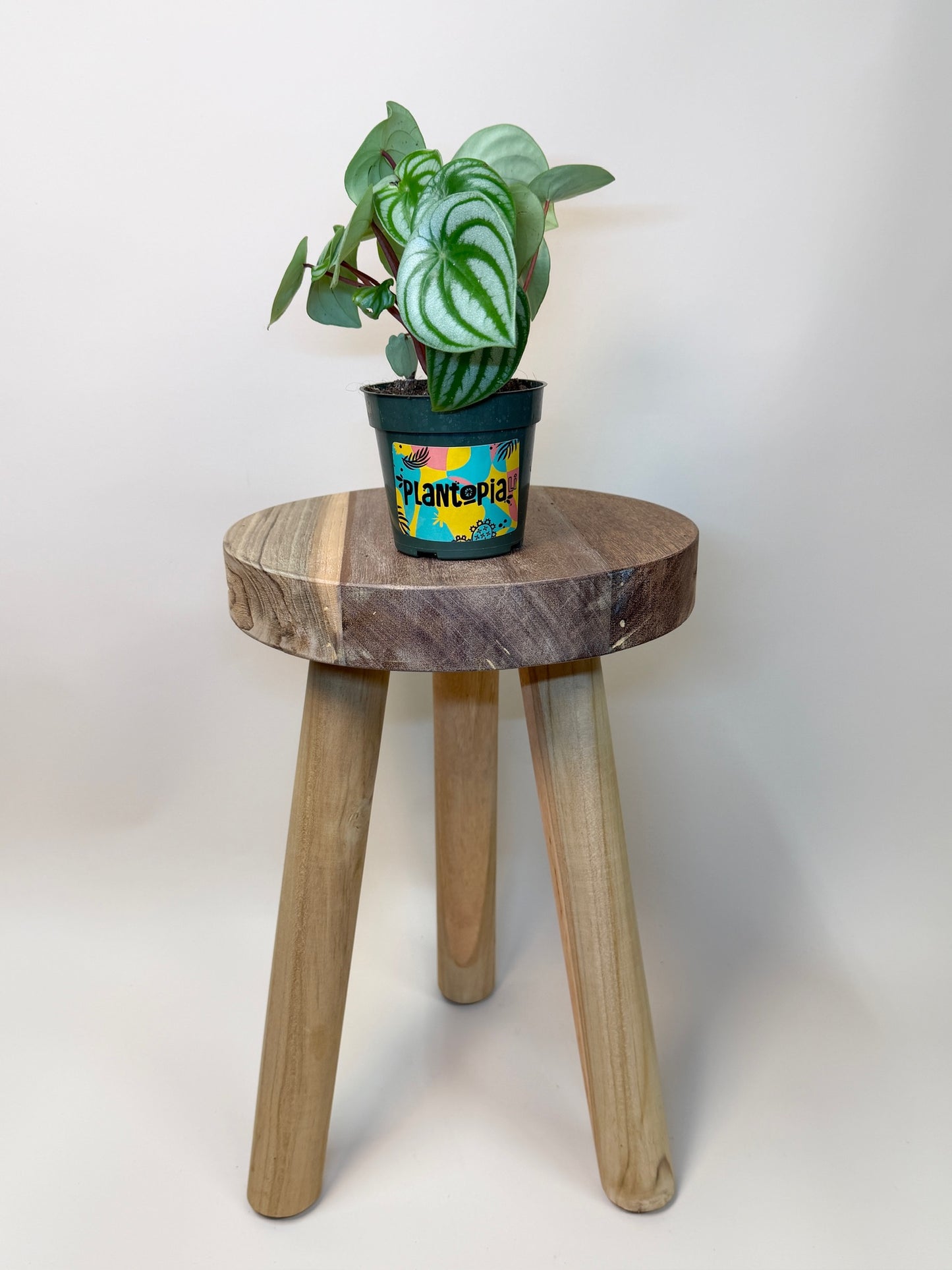 Peperomia Watermelon 4" Pot