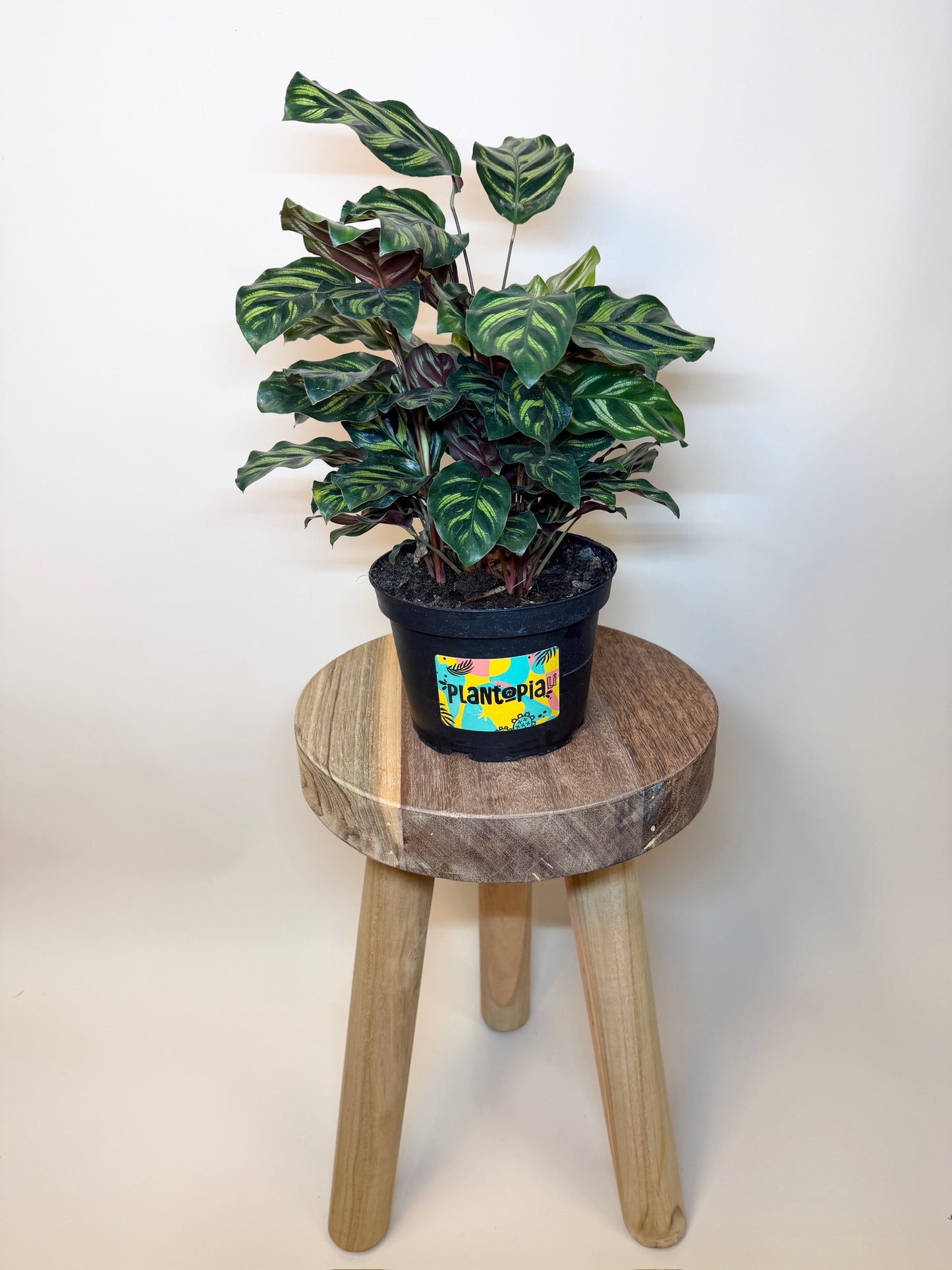 Calathea Makoyana 6" Pot