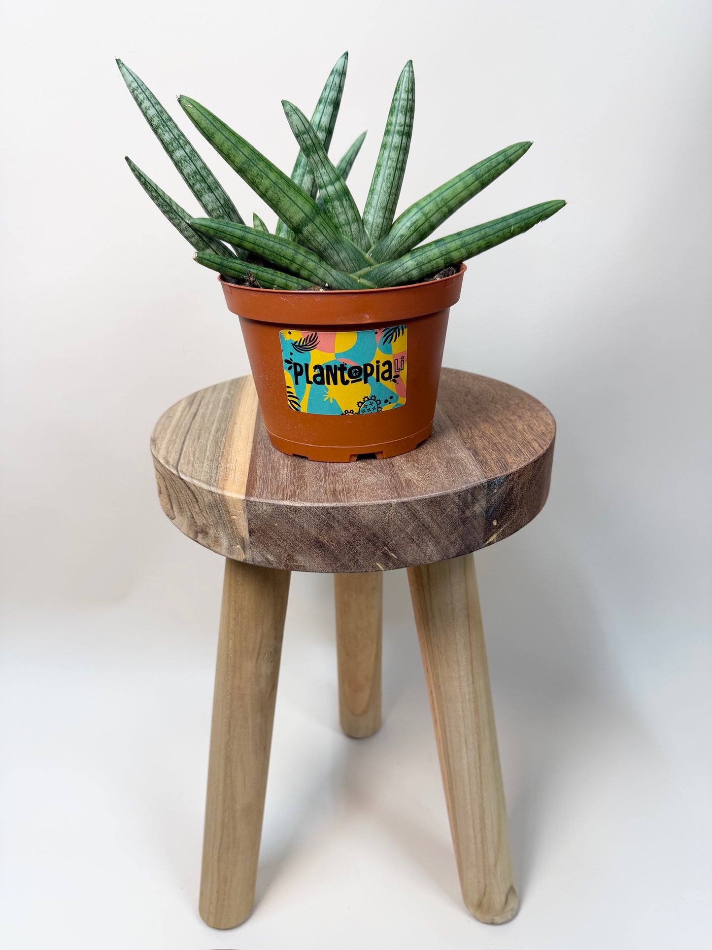 Snake Starfish 6" Pot