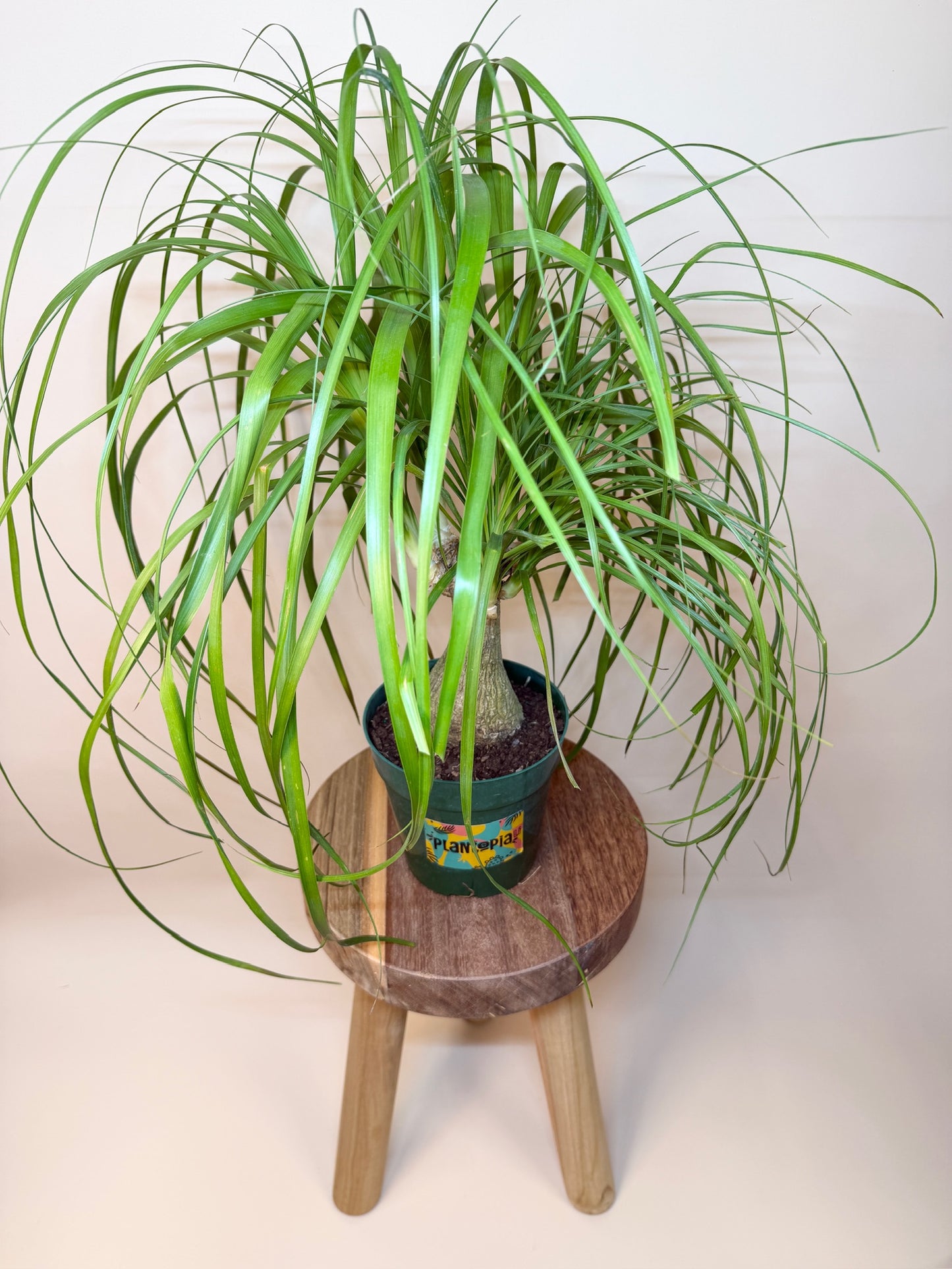 Palm Ponytail 6" Pot