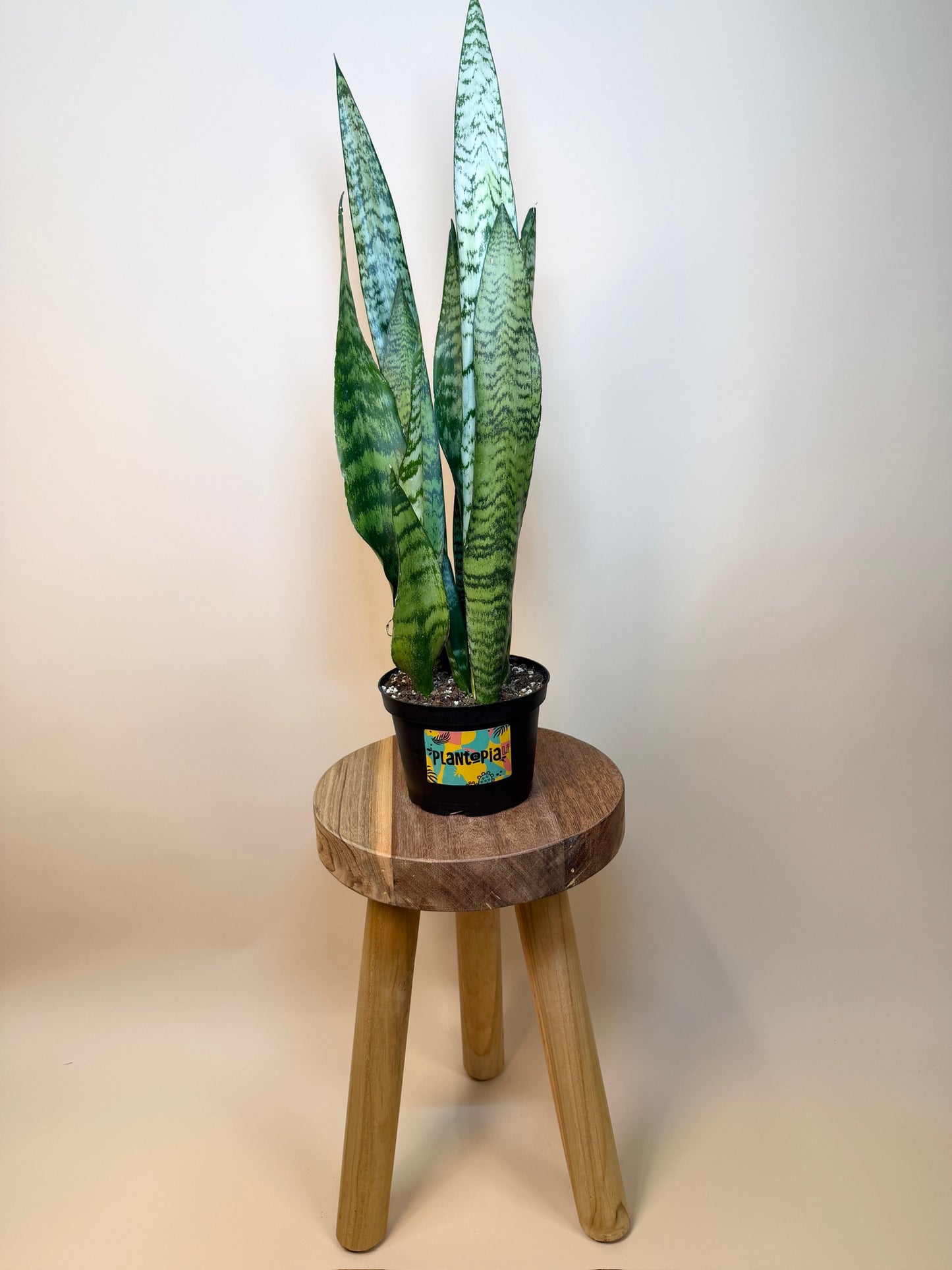 Snake Zeylanica 6" Pot