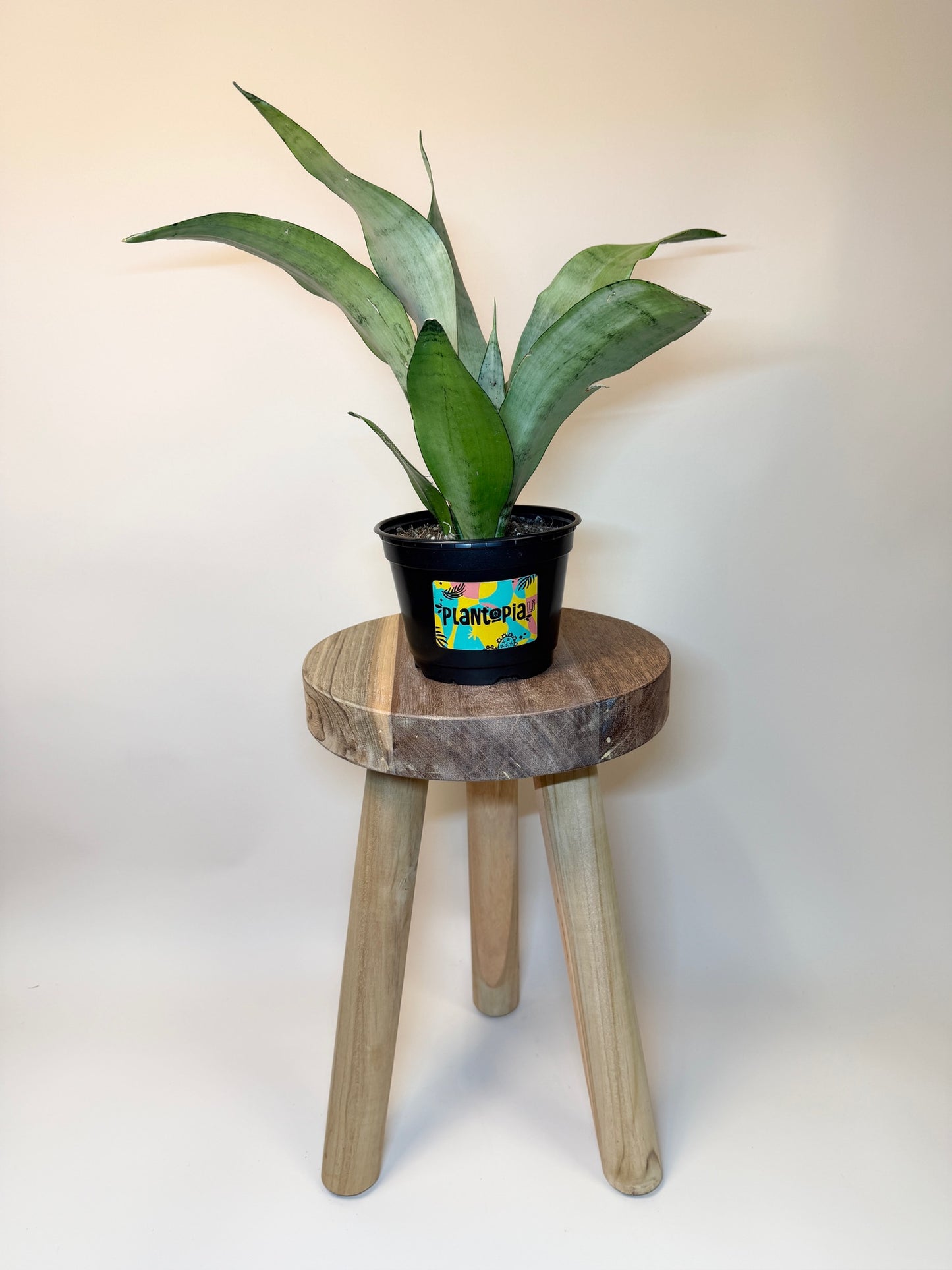 Snake Moonshine 6" Pot