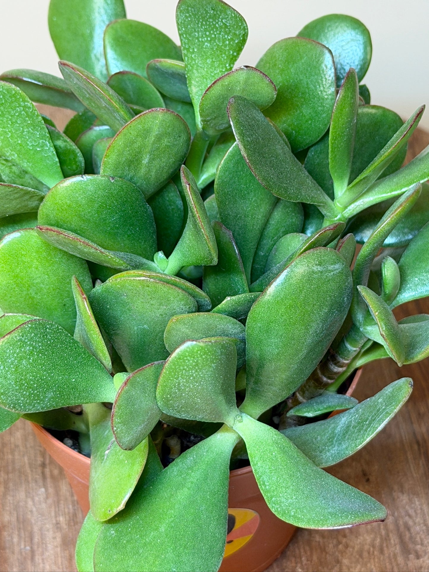 Jade Sunset 4" Pot