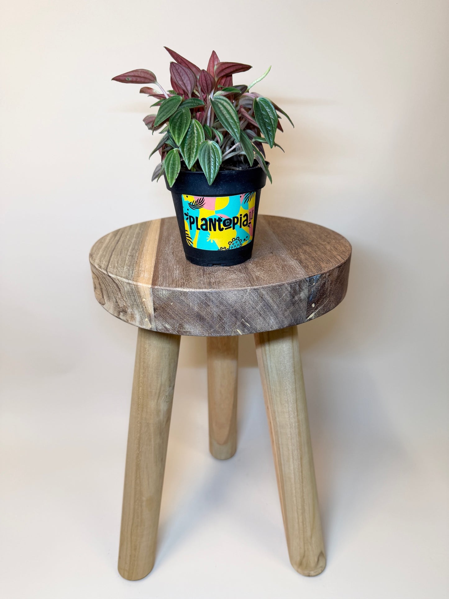 Peperomia Rosso 4" Pot