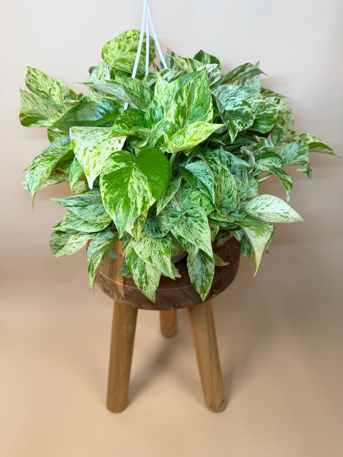 Pothos Snow Queen 6" Pot