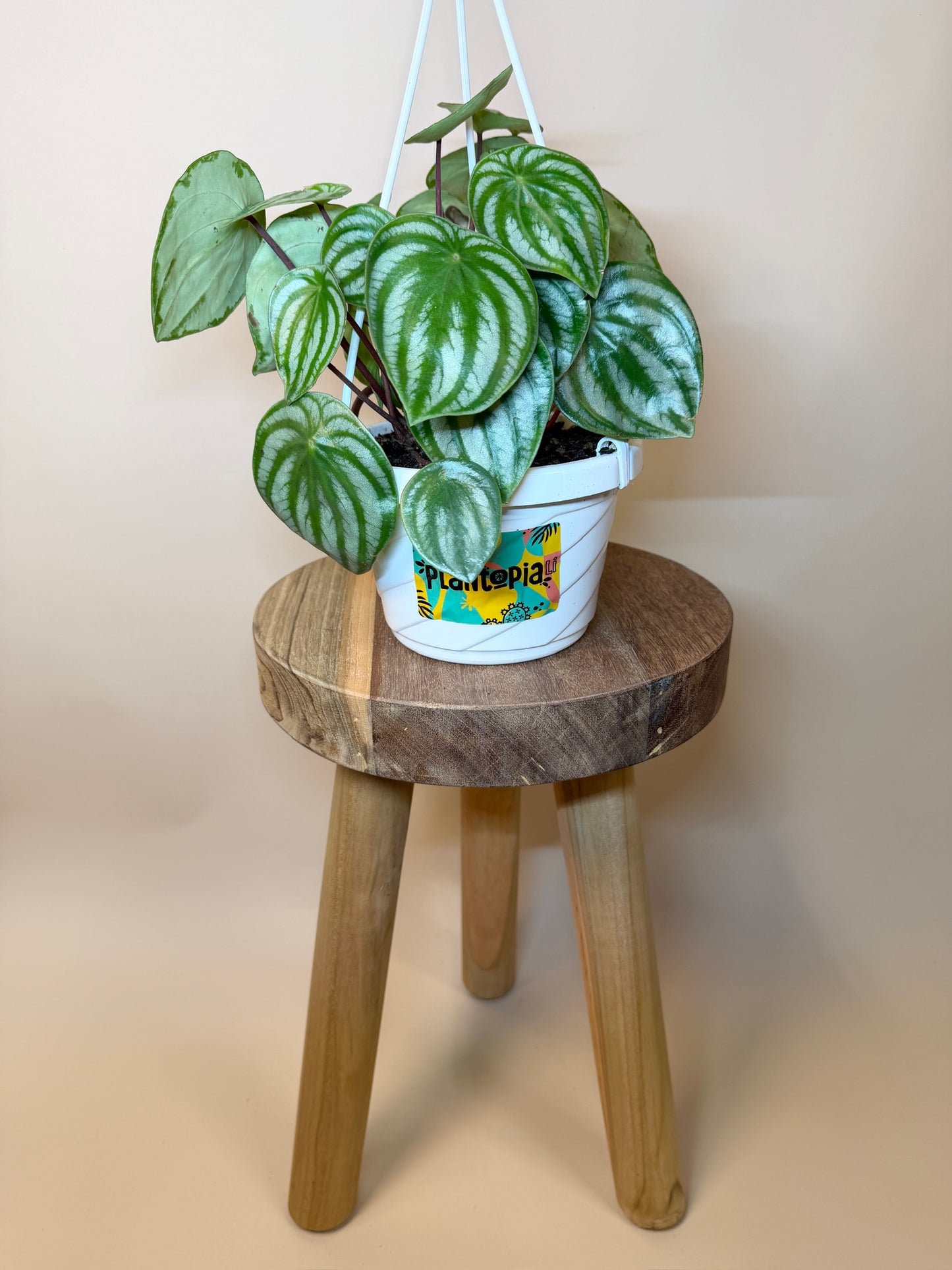 Peperomia Watermelon 6" Pot