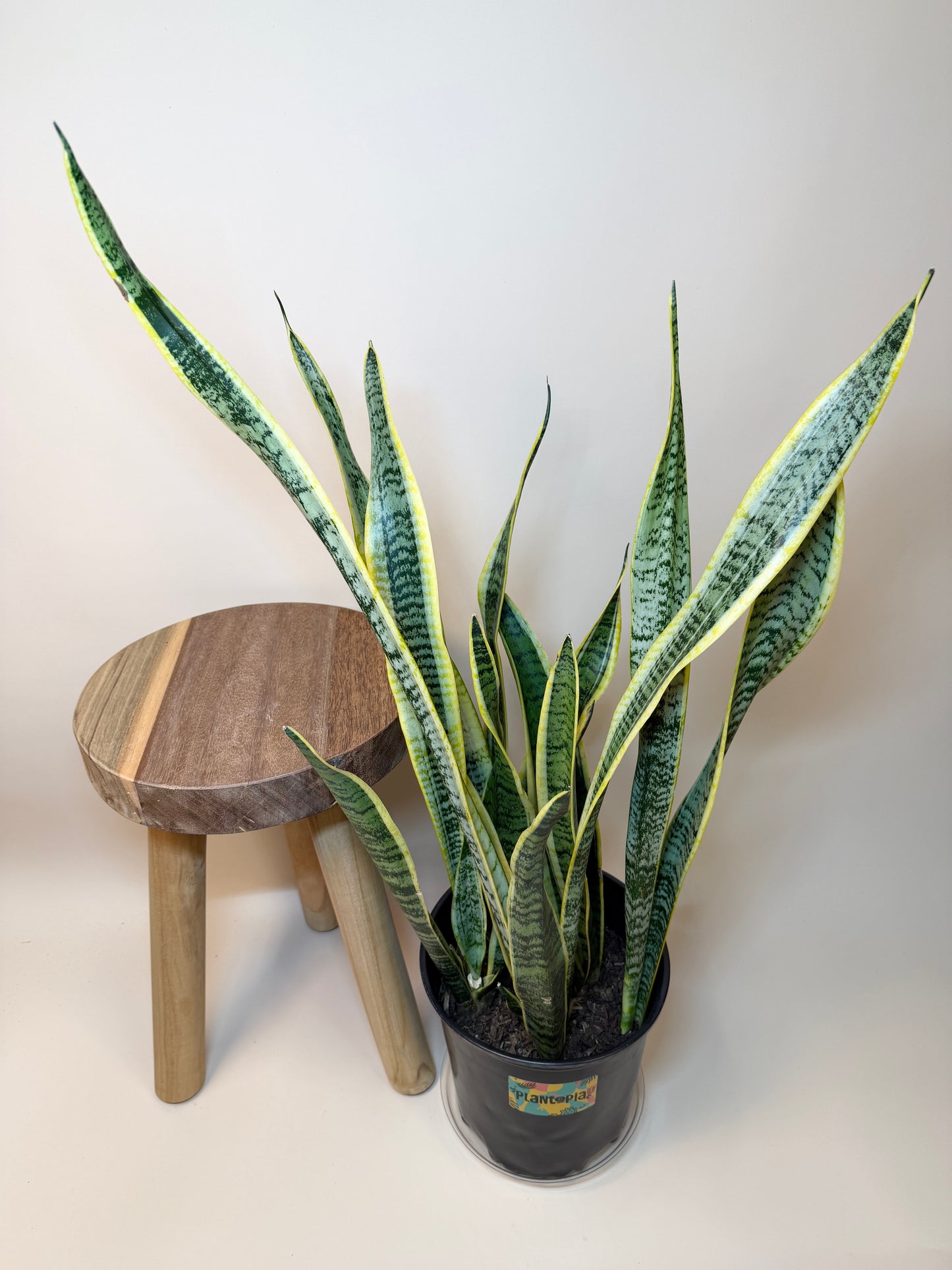 Snake Laurentii 8” Pot