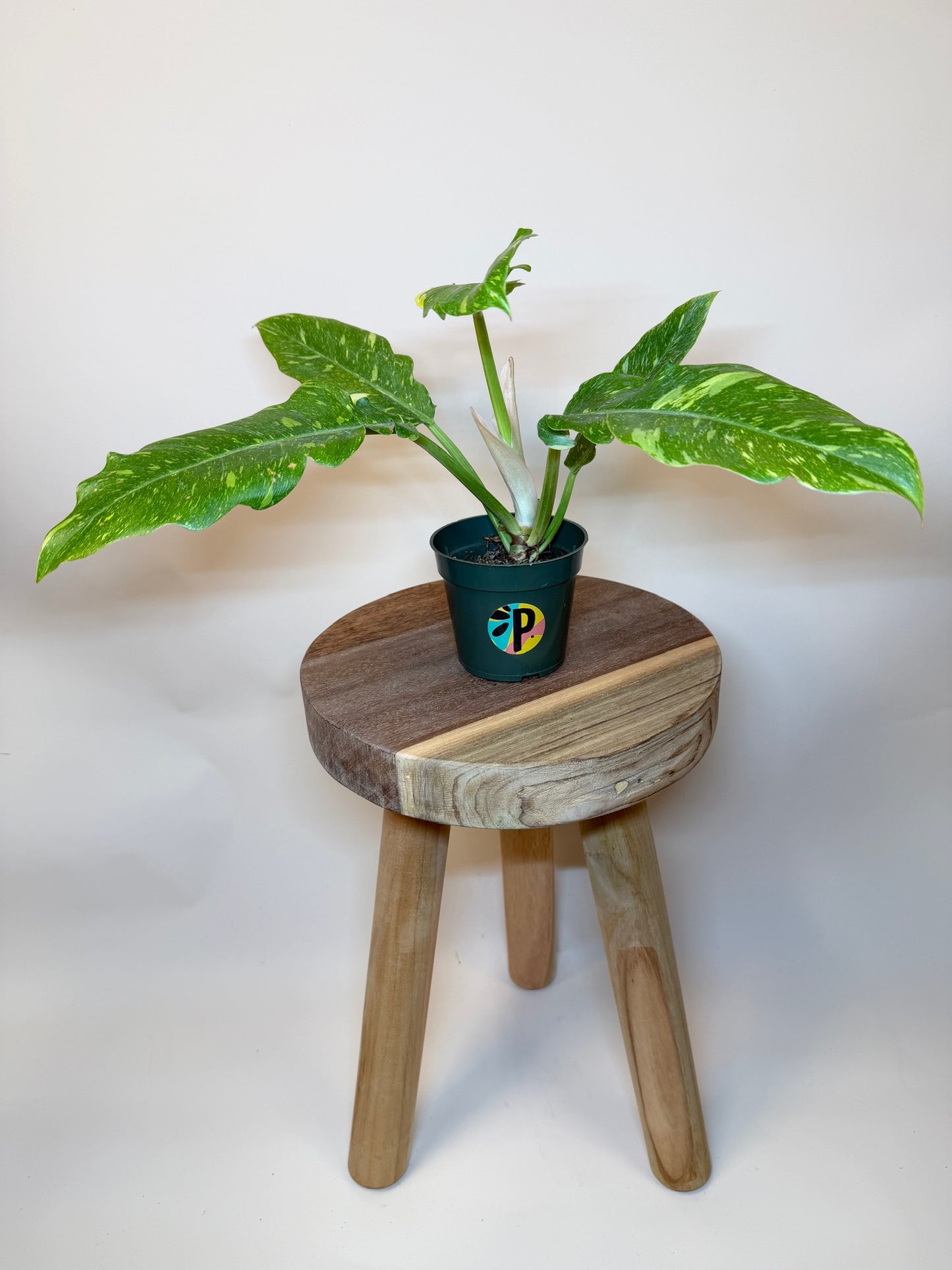 Philodendron Ring of Fire 4" Pot