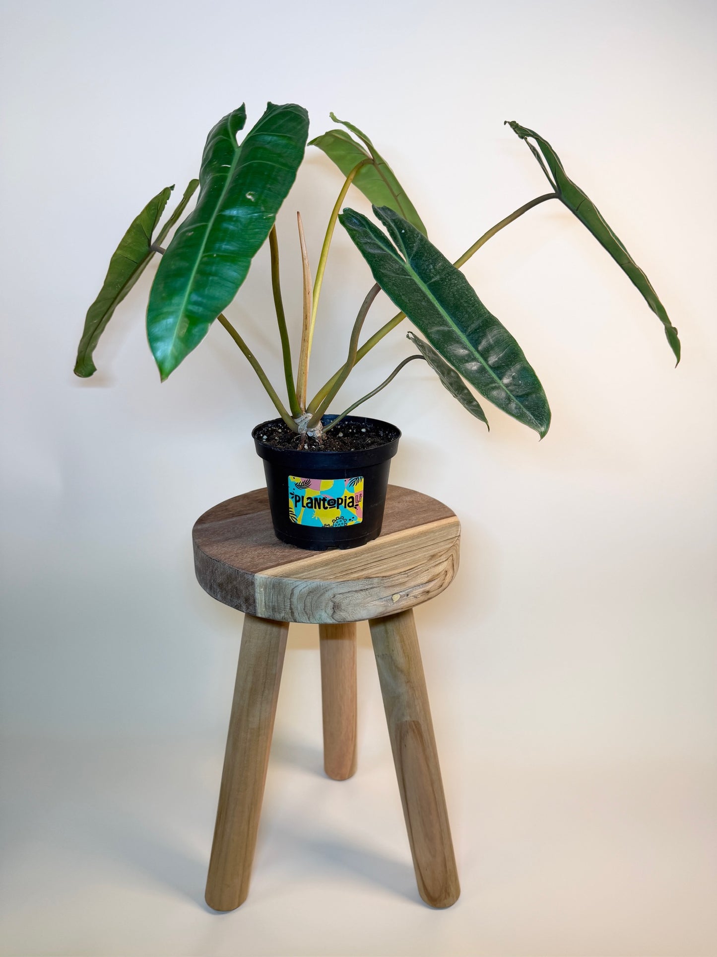 Philodendron Billietiae 6" Pot