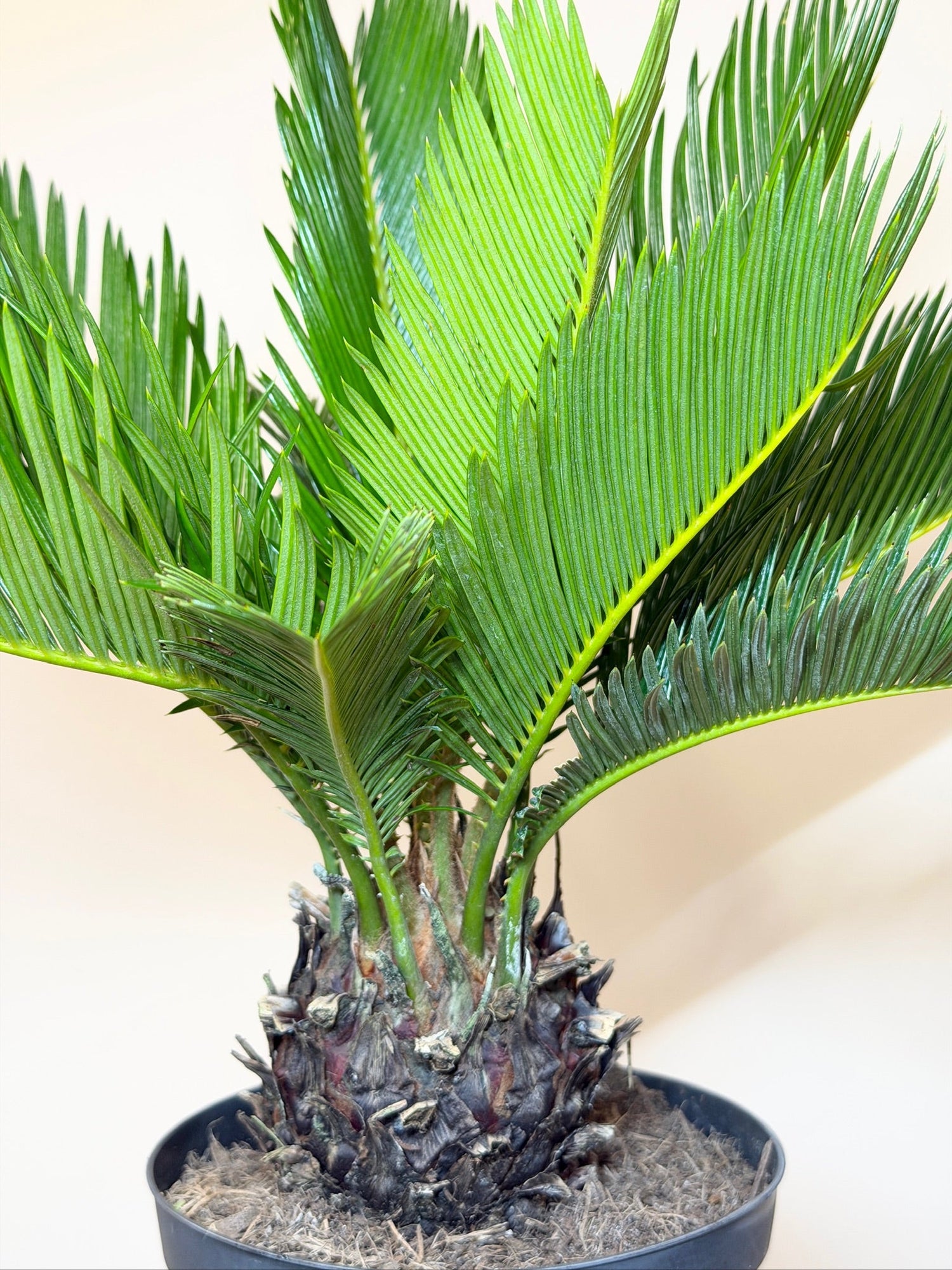 Low-Light Tolerant Plants