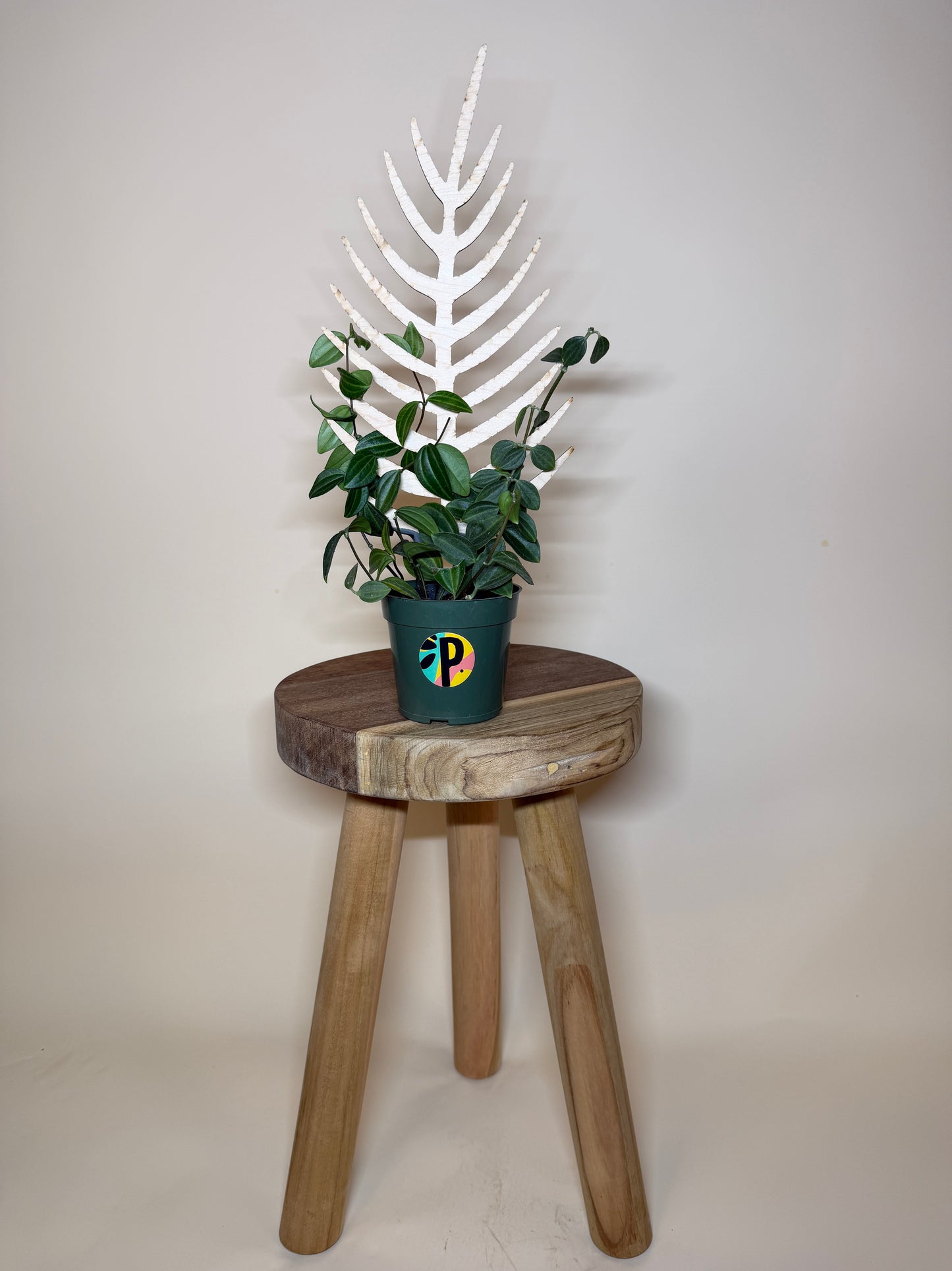 Treleaf Bare Palmella Trellis: Regular Size