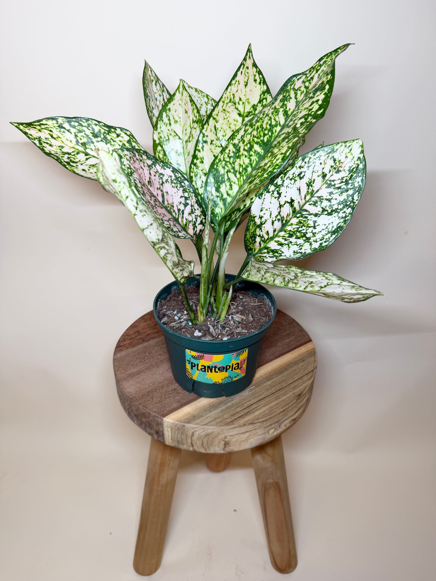 Aglaonema Pink 6” Pot