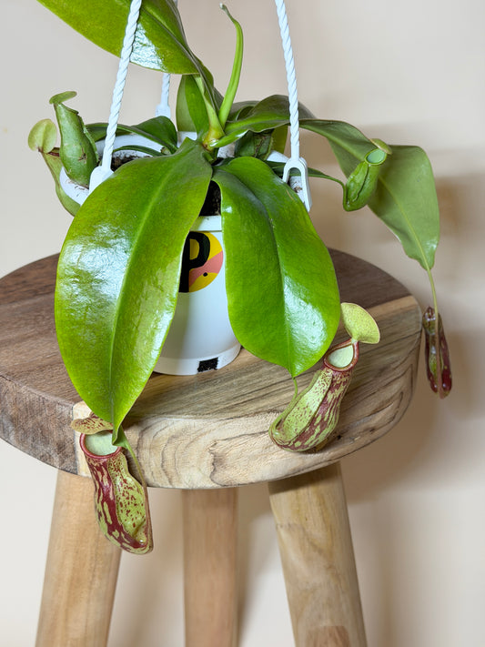 Pitcher Plant St. Gaya 4.5” Pot