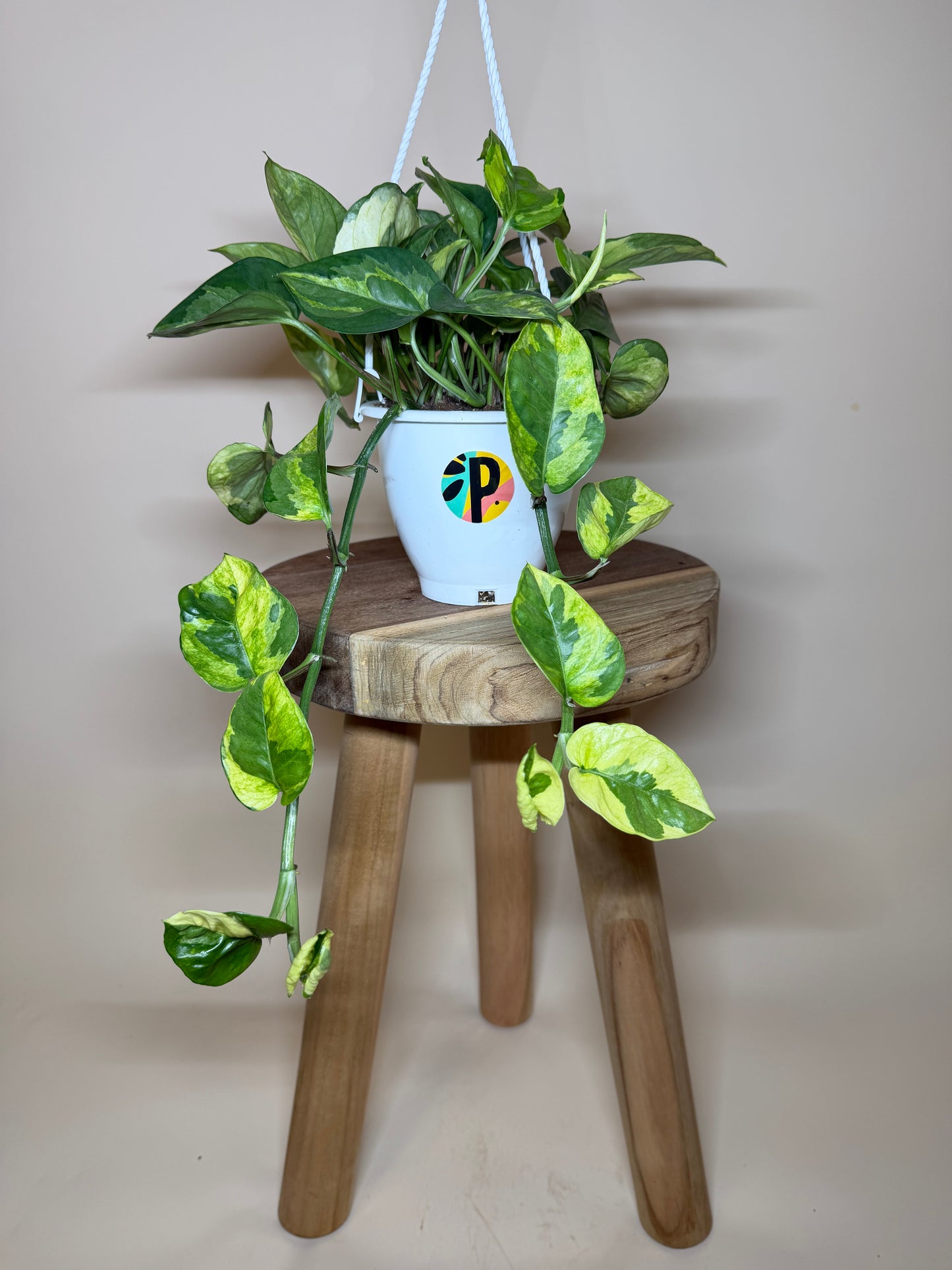Pothos Lizard Queen 4.5” Pot