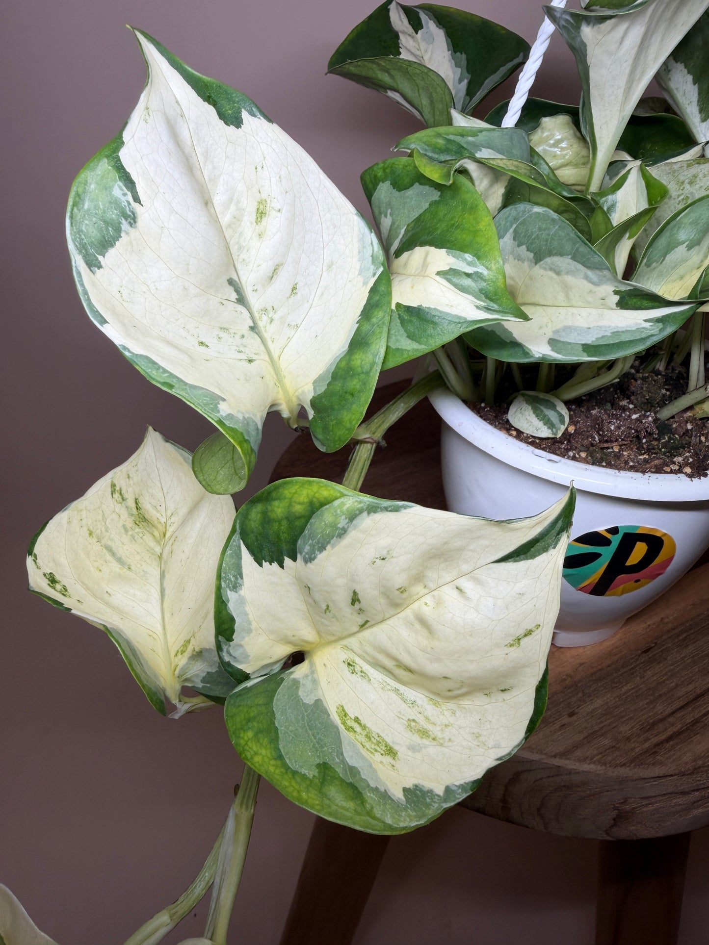 Pothos Manjula 4.5” Pot