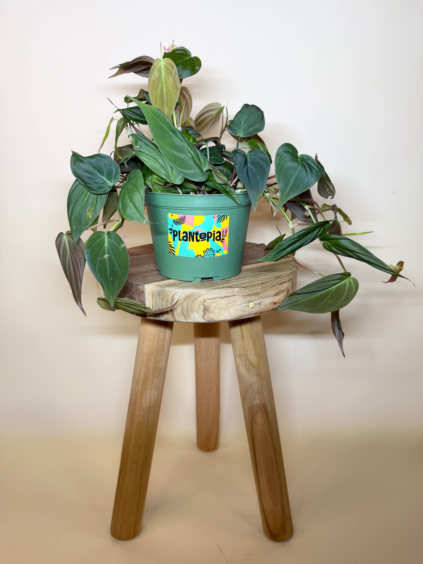 Philodendron Micans 6” Pot