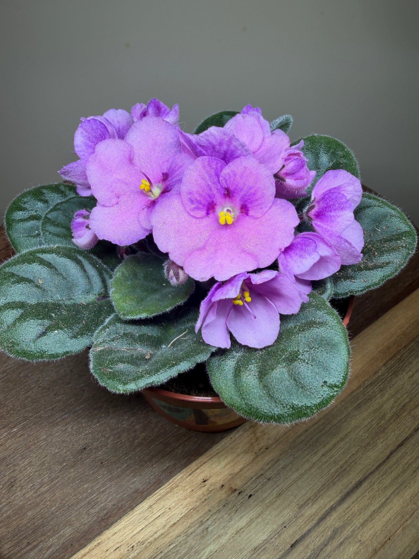 African Violet 4” Pot
