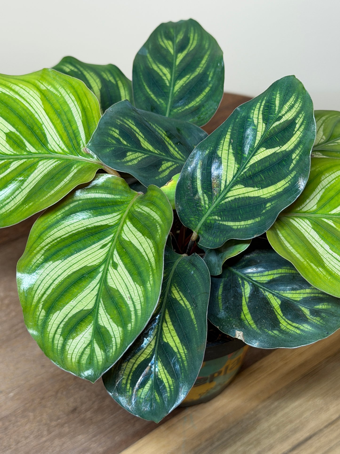 Calathea Makoyana 4” Pot