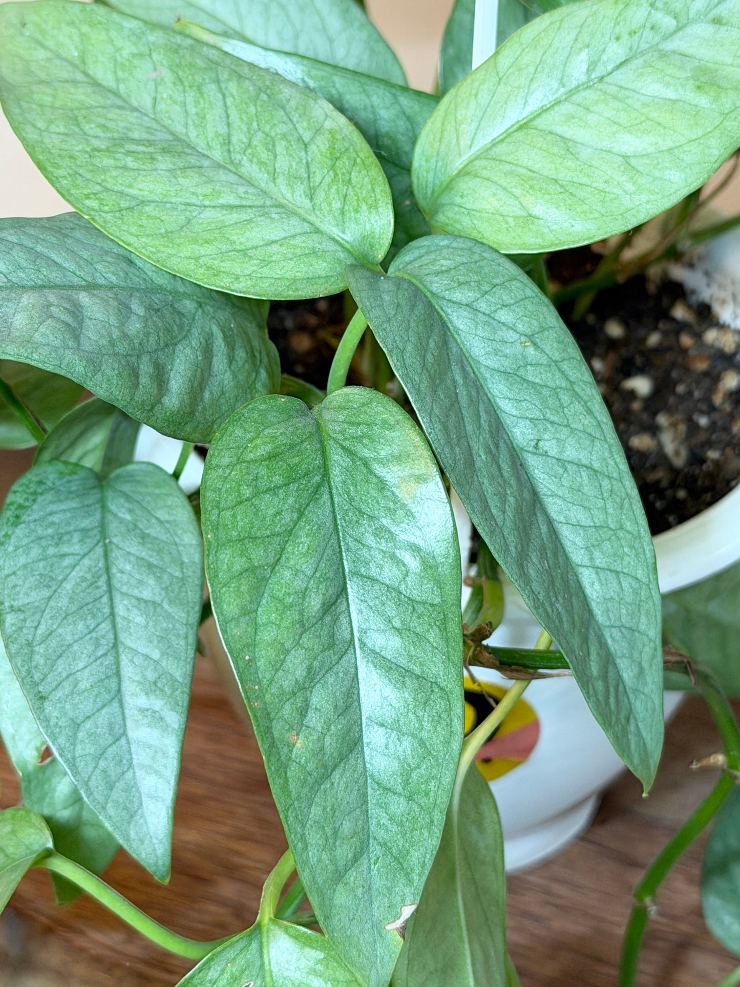 Pothos Cebu Blue 4.5” Pot