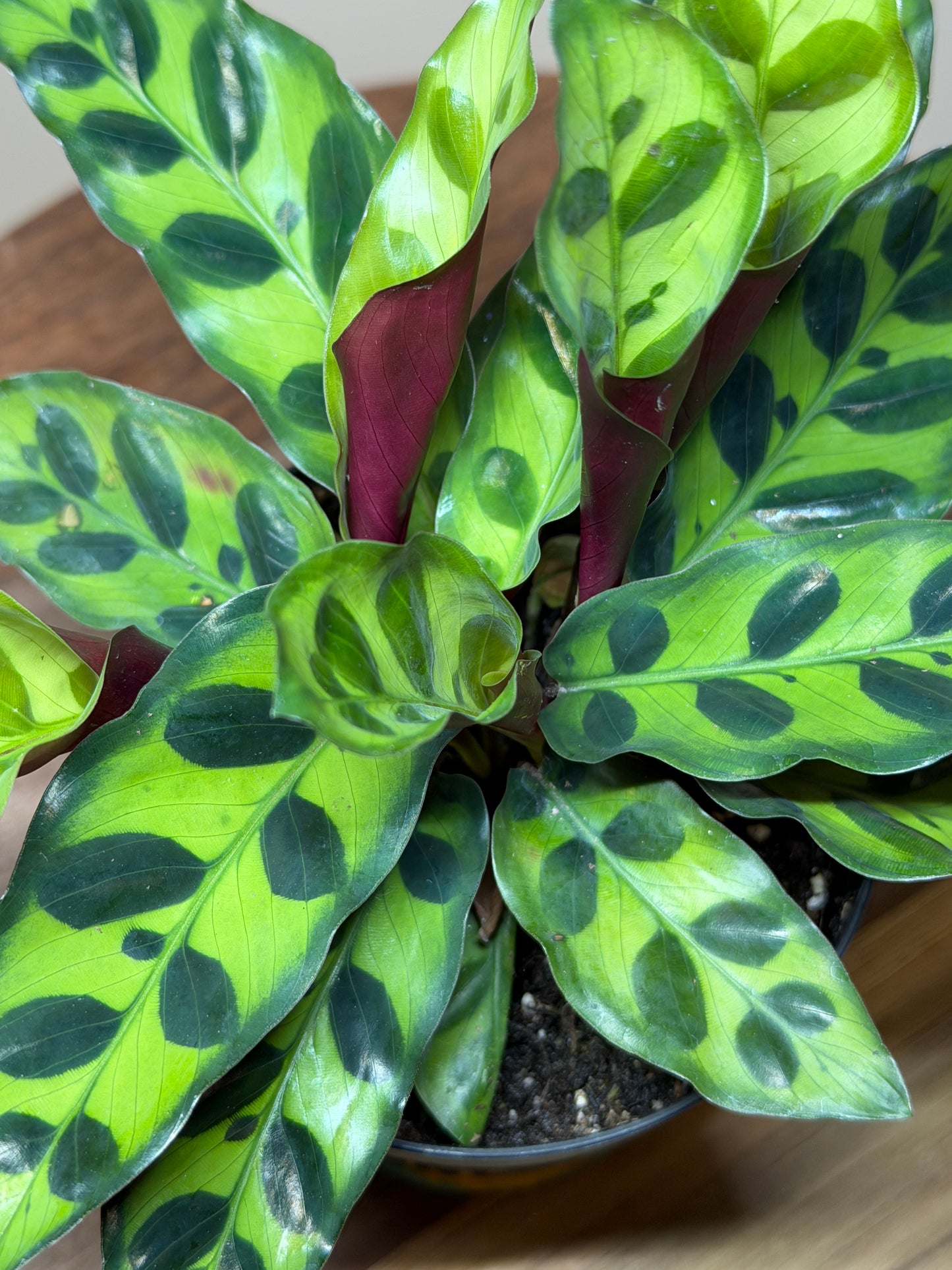 Calathea Rattlesnake 4” Pot
