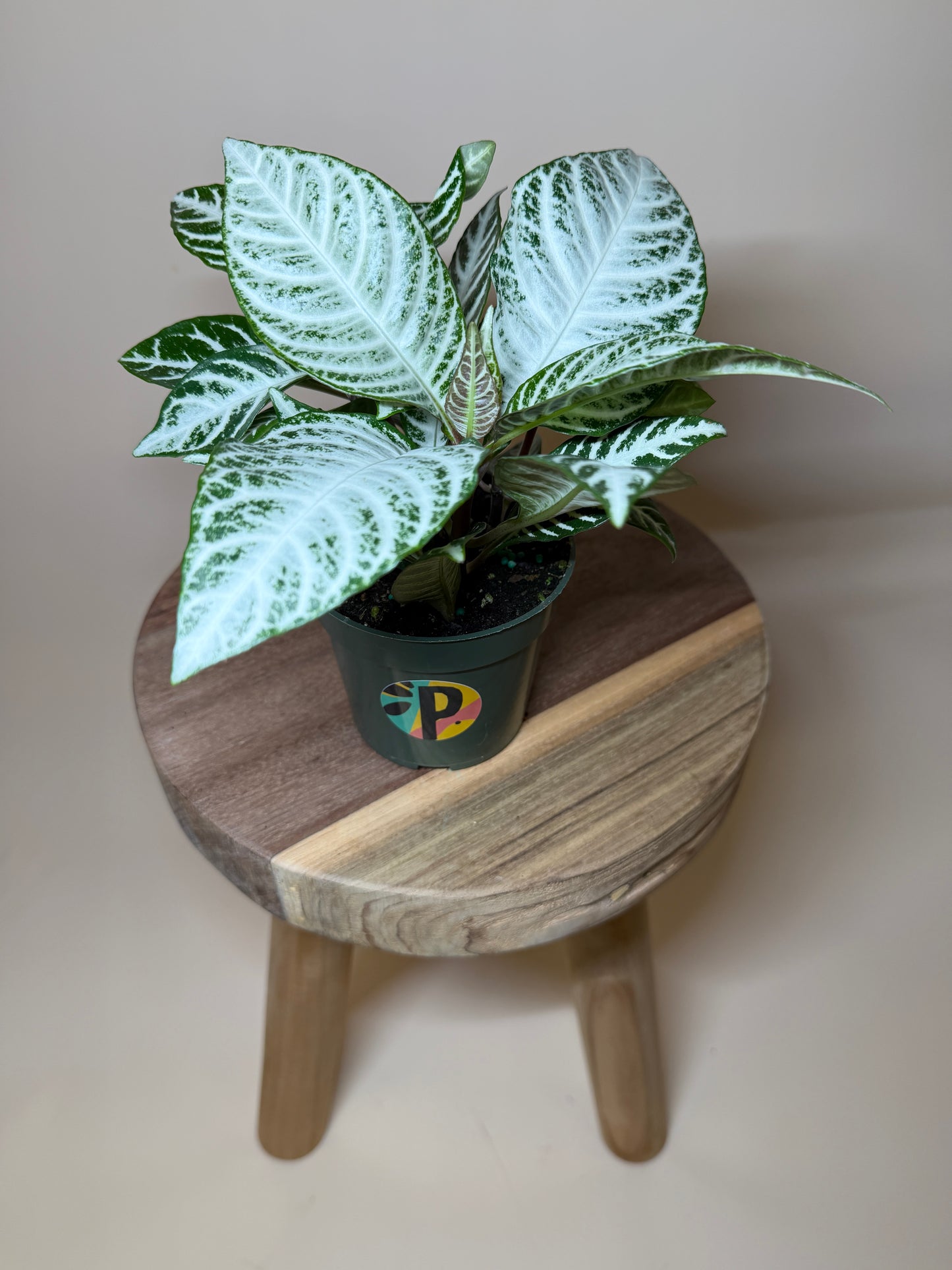 Zebra Snow White 4” Pot