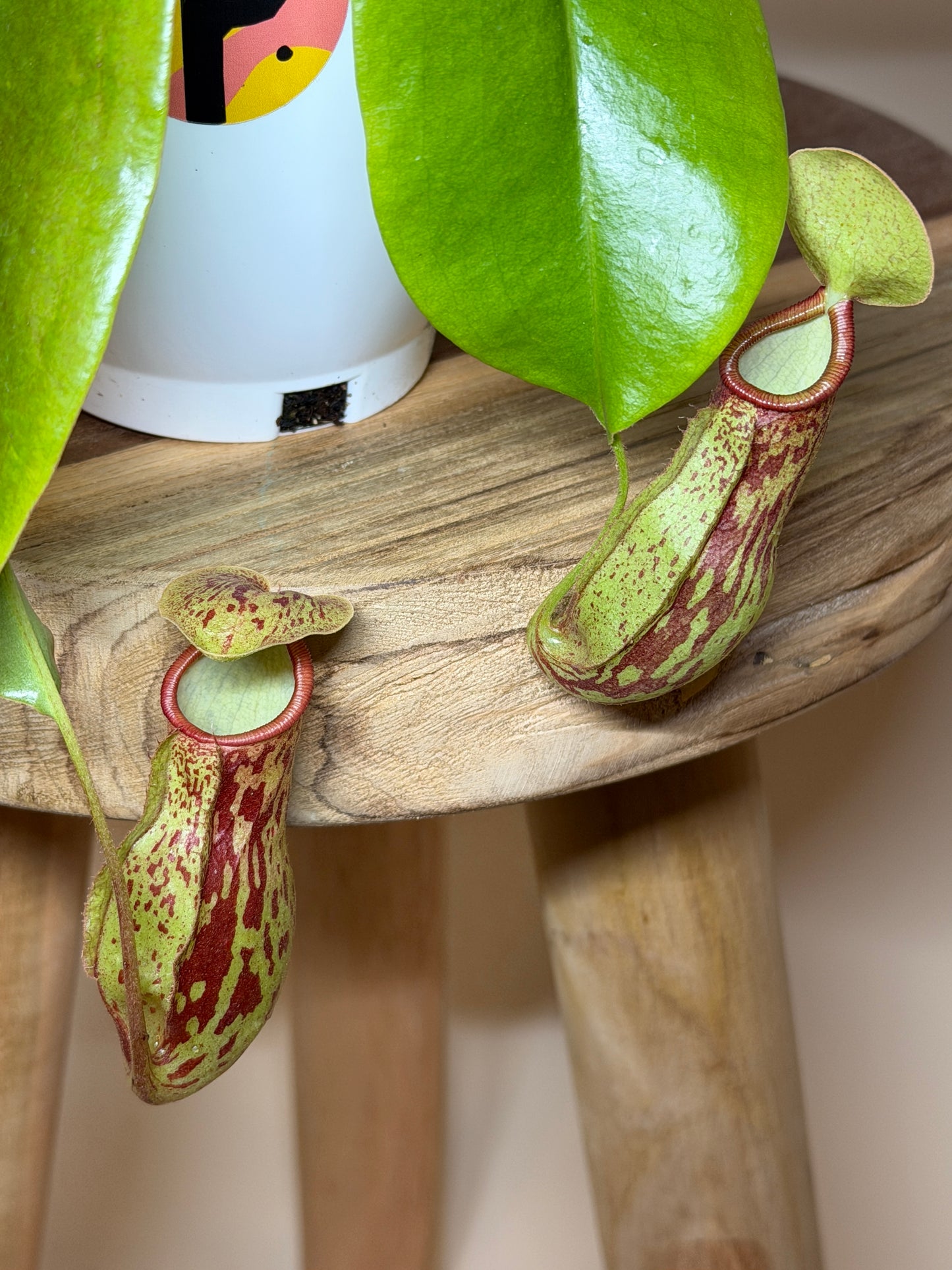 Pitcher Plant St. Gaya 4.5” Pot