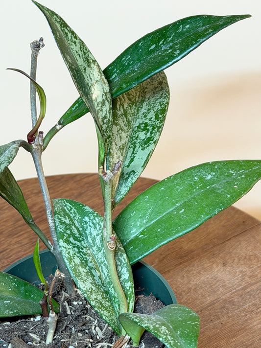 Hoya Pubicalyx 3.5” Pot