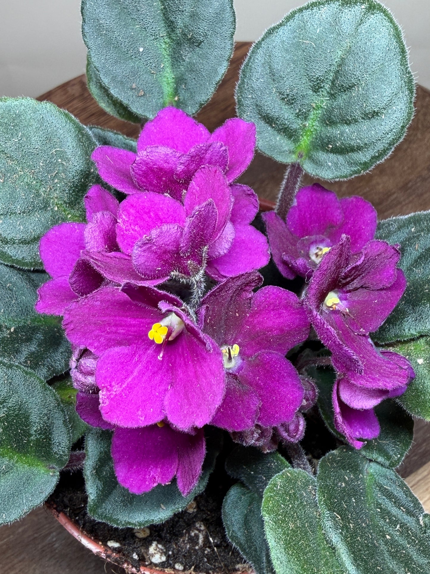 African Violet 4” Pot