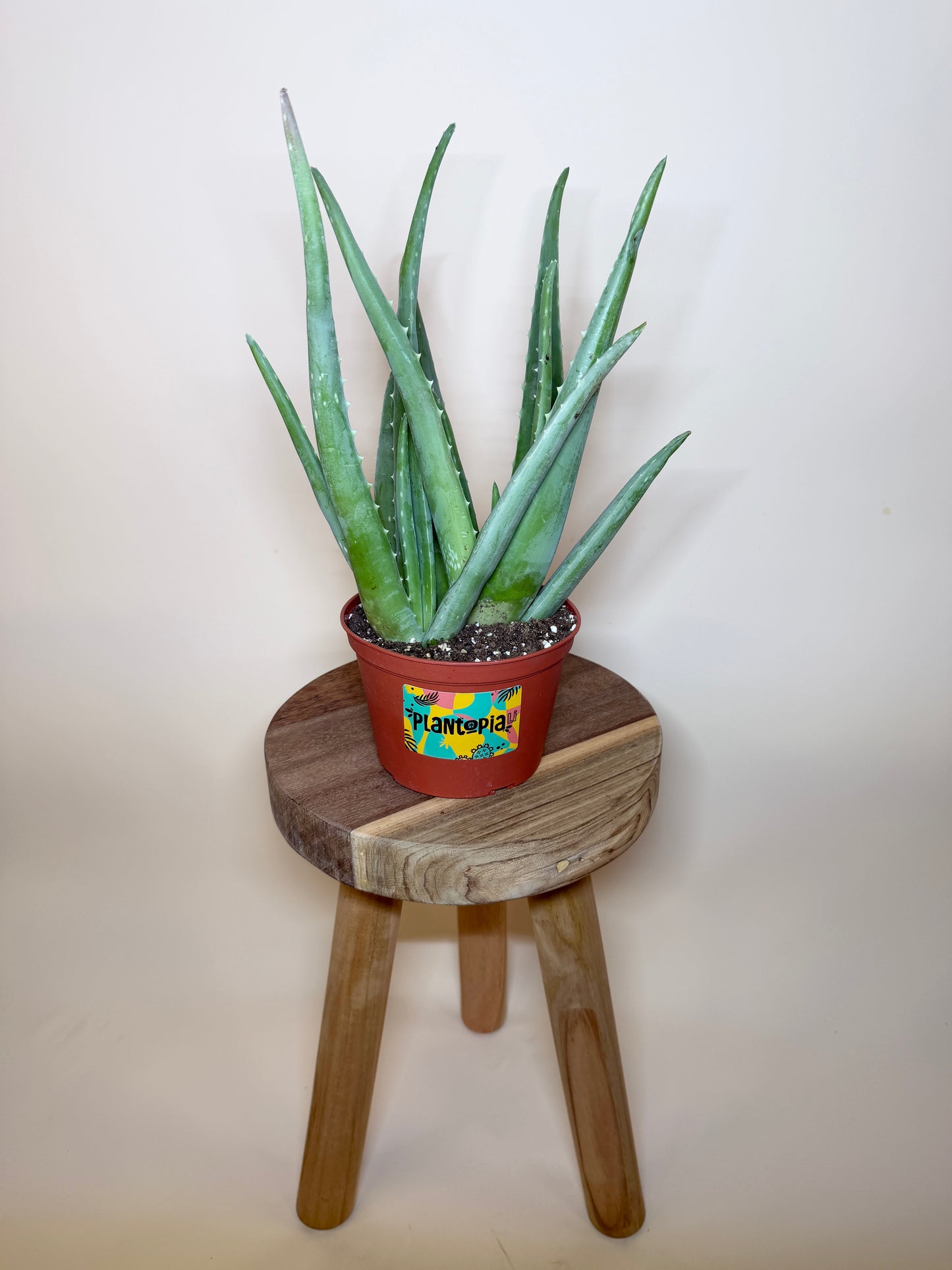 Aloe Vera 6” Pot
