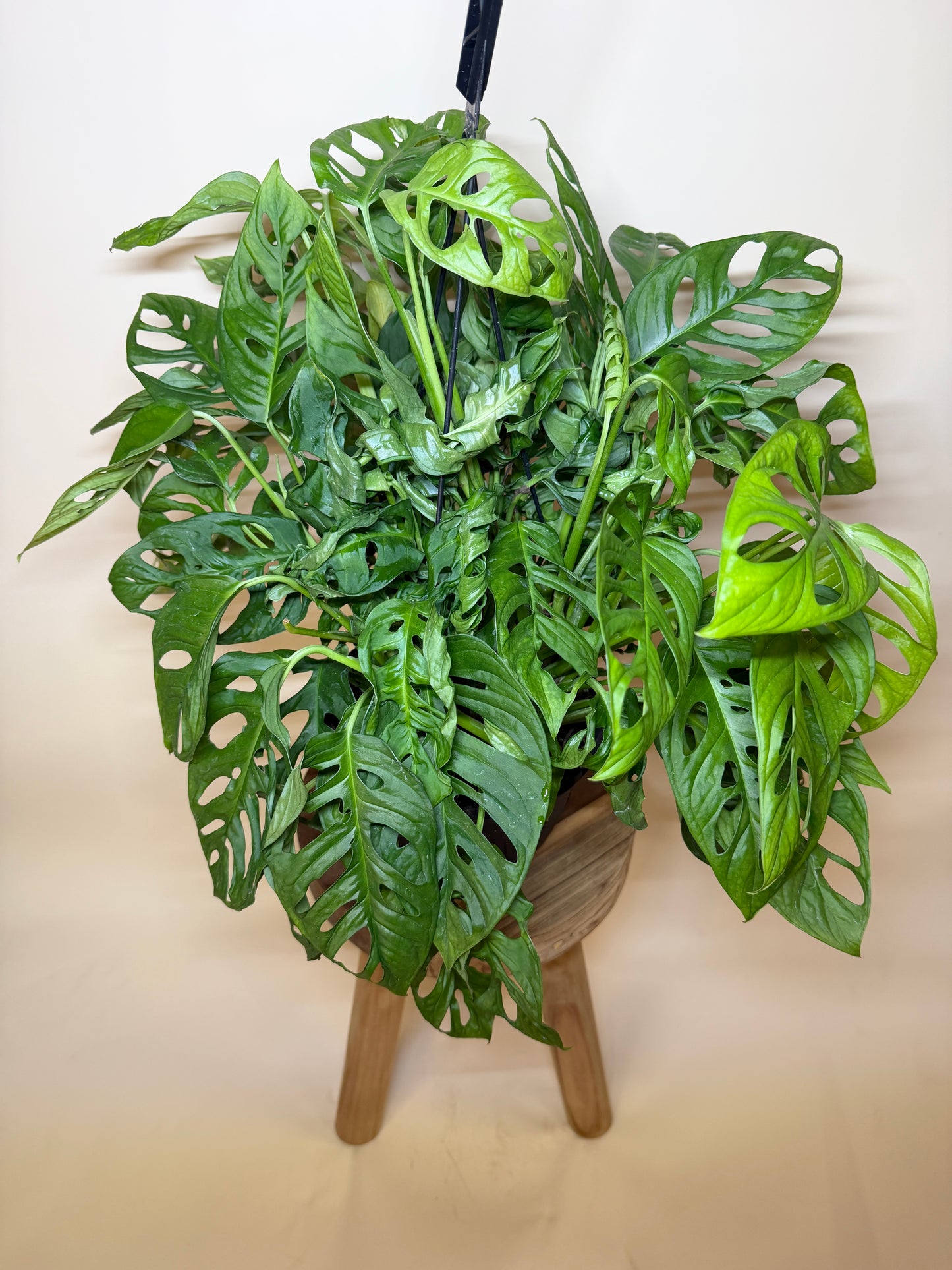 Monstera Adansonii 8” Pot