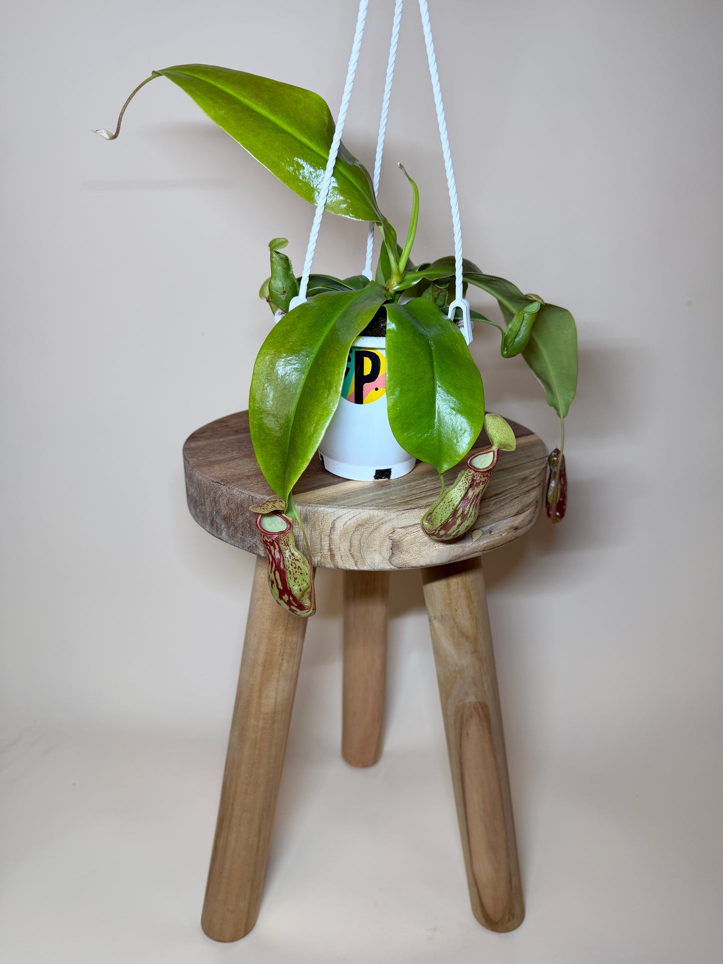 Pitcher Plant St. Gaya 4.5” Pot
