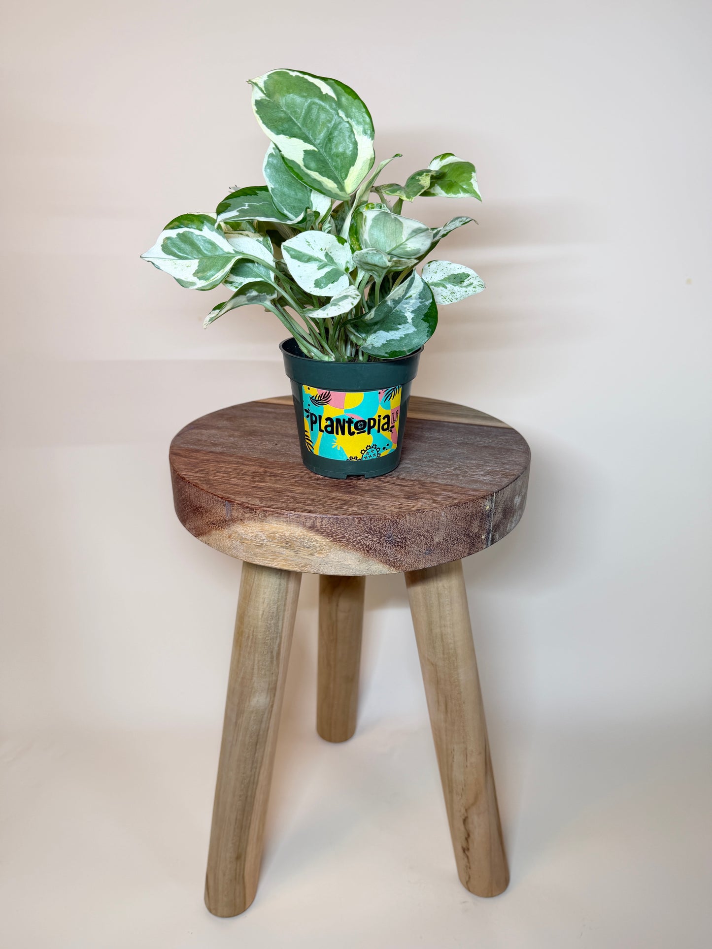 Pothos N’Joy 4” Pot
