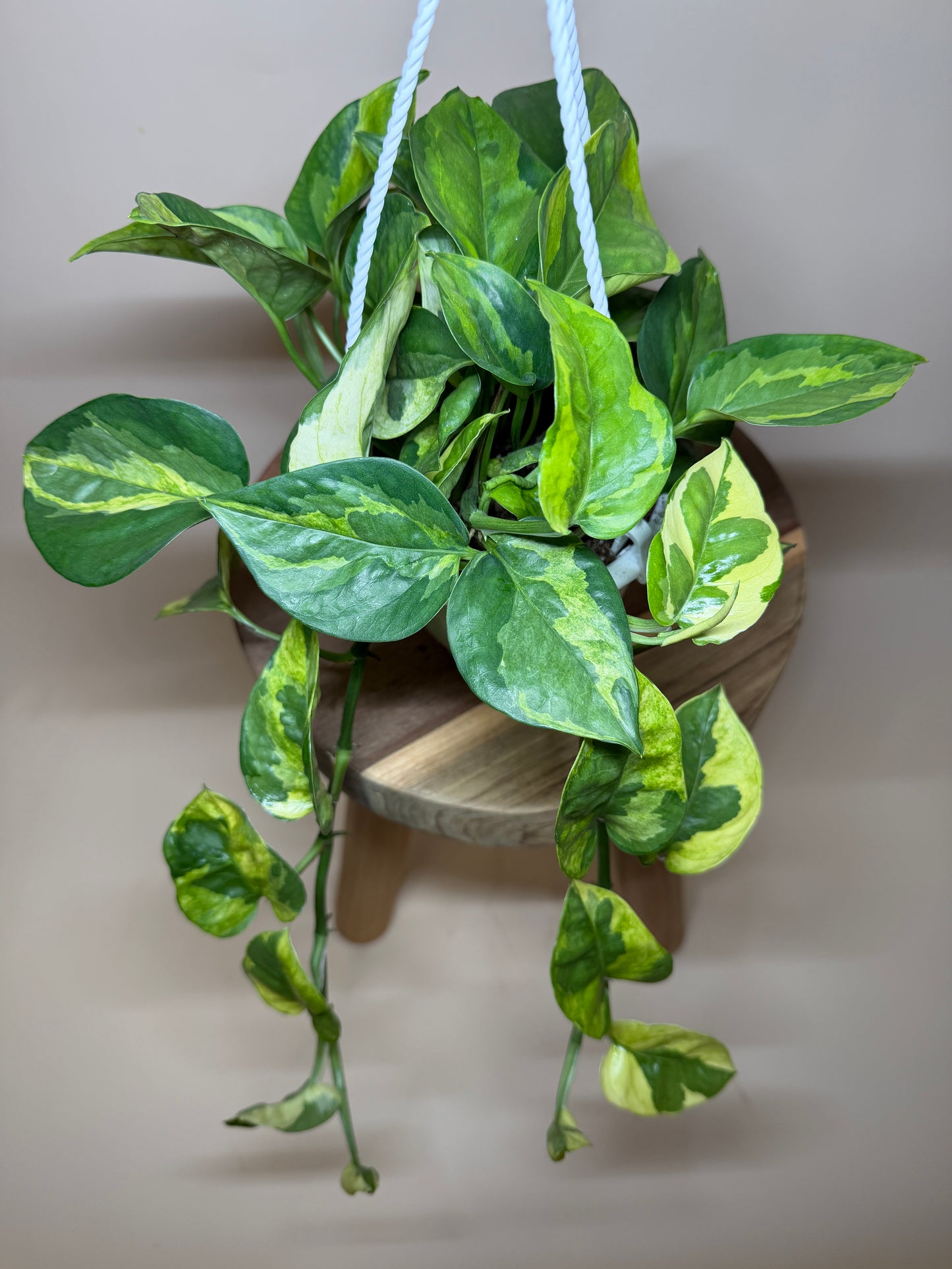 Pothos Lizard Queen 4.5” Pot