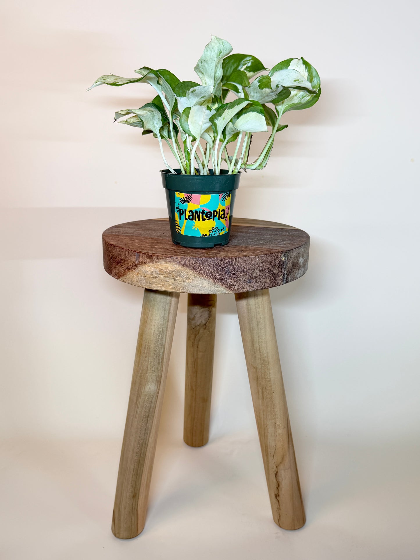 Pothos Manjula 4” Pot