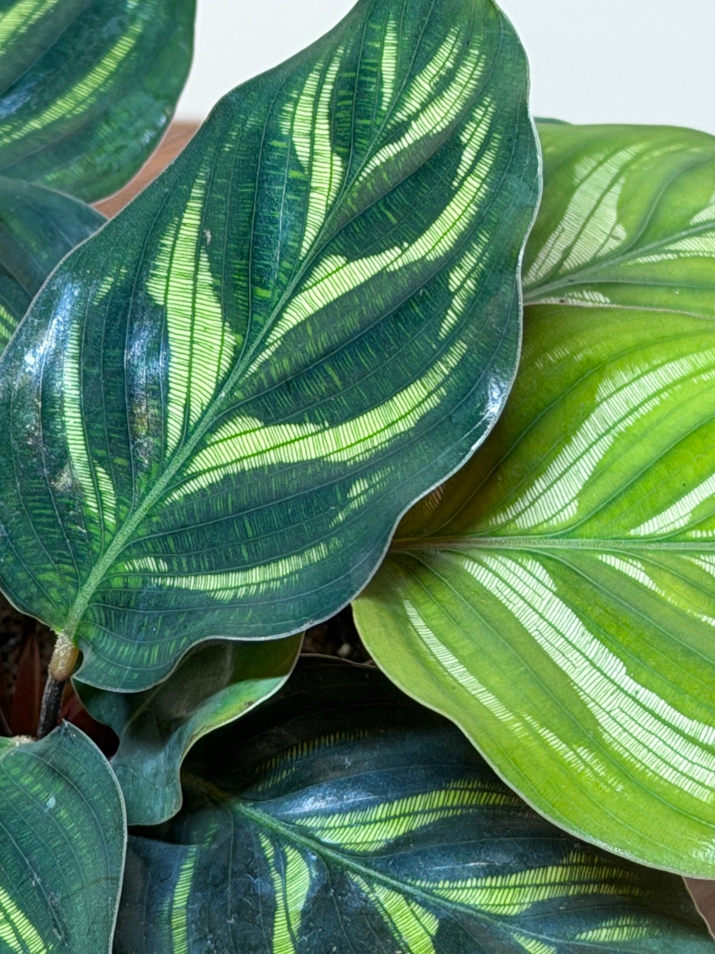 Calathea Makoyana 4” Pot