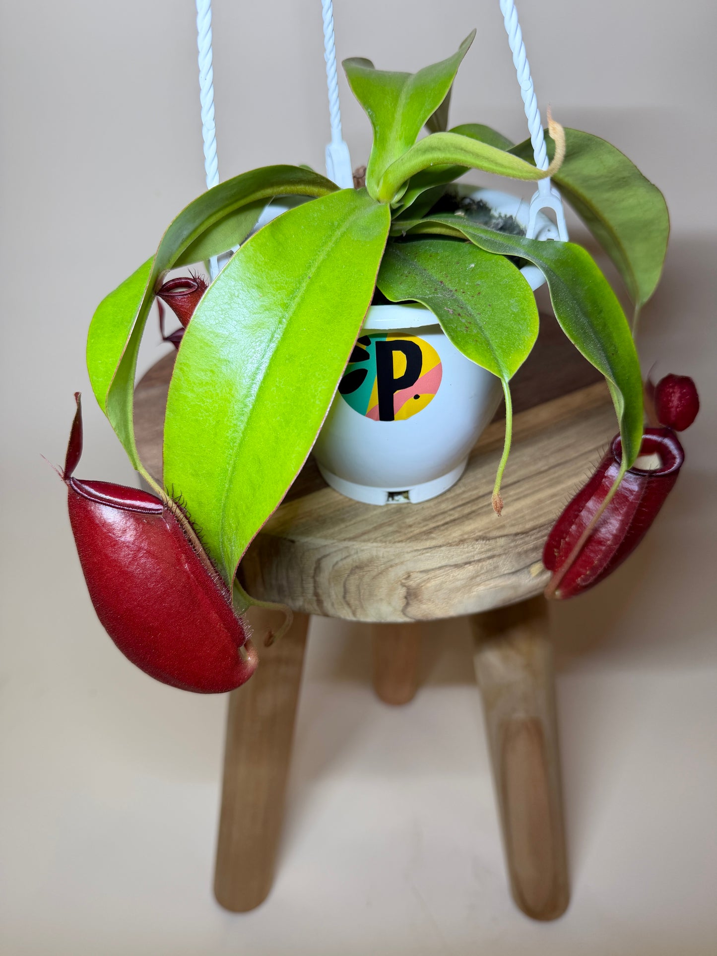 Nepenthes Hybrid Diana 4.5” Pot