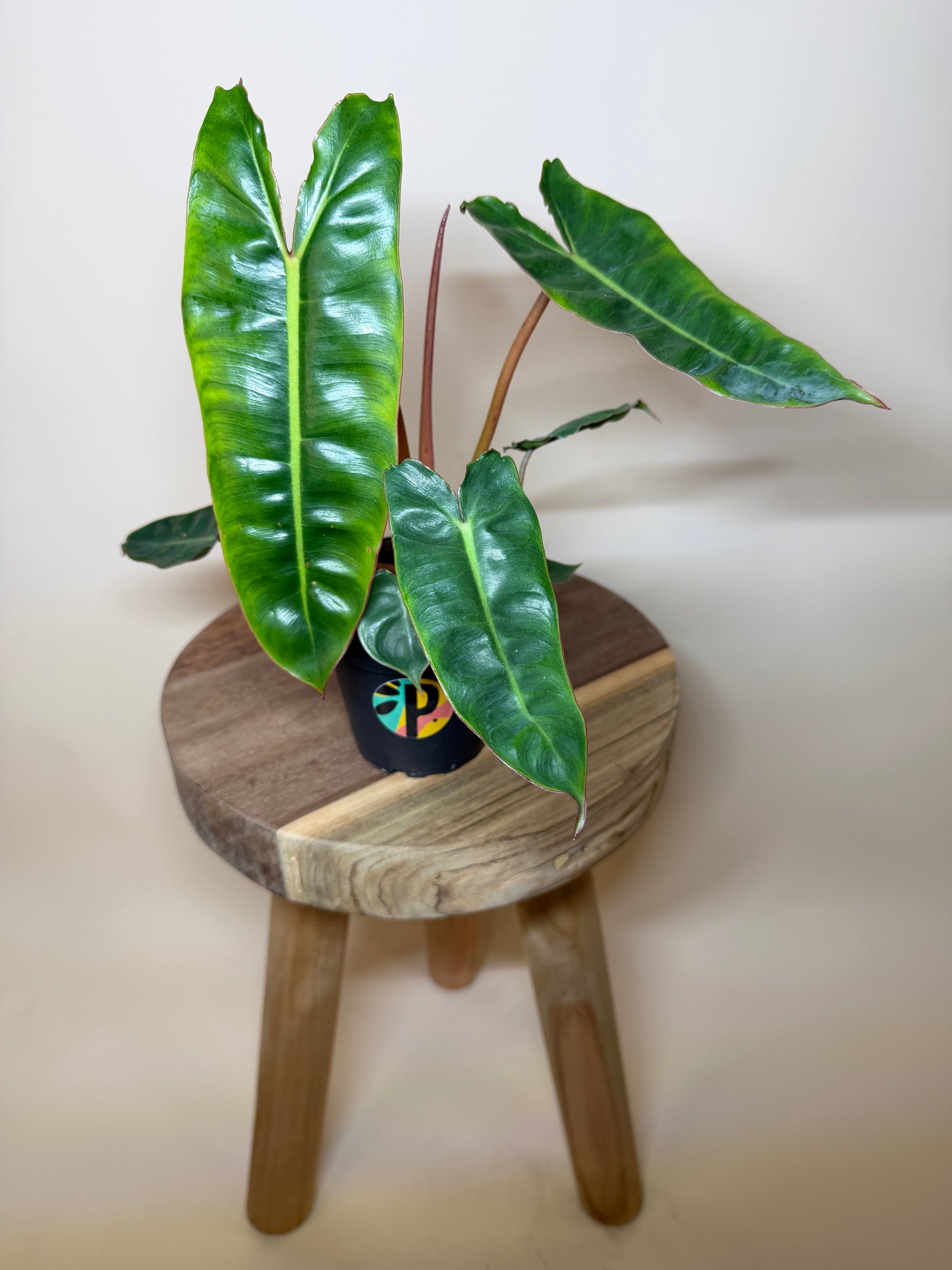 Philodendron Billietiae 4” Pot
