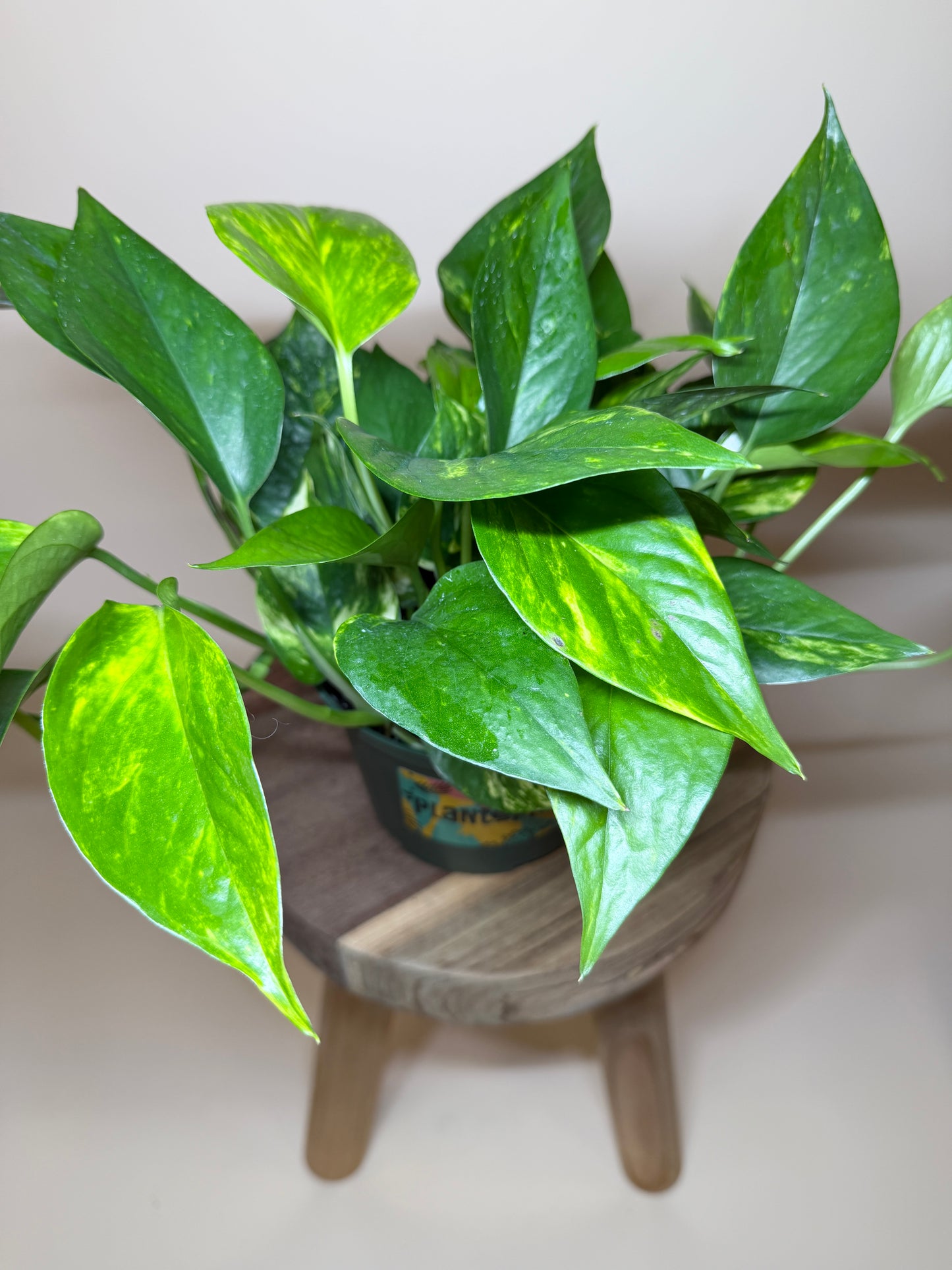 Pothos Golden 6” Pot