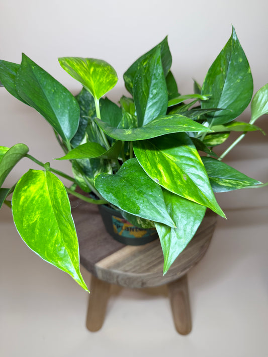 Pothos Golden 6” Pot