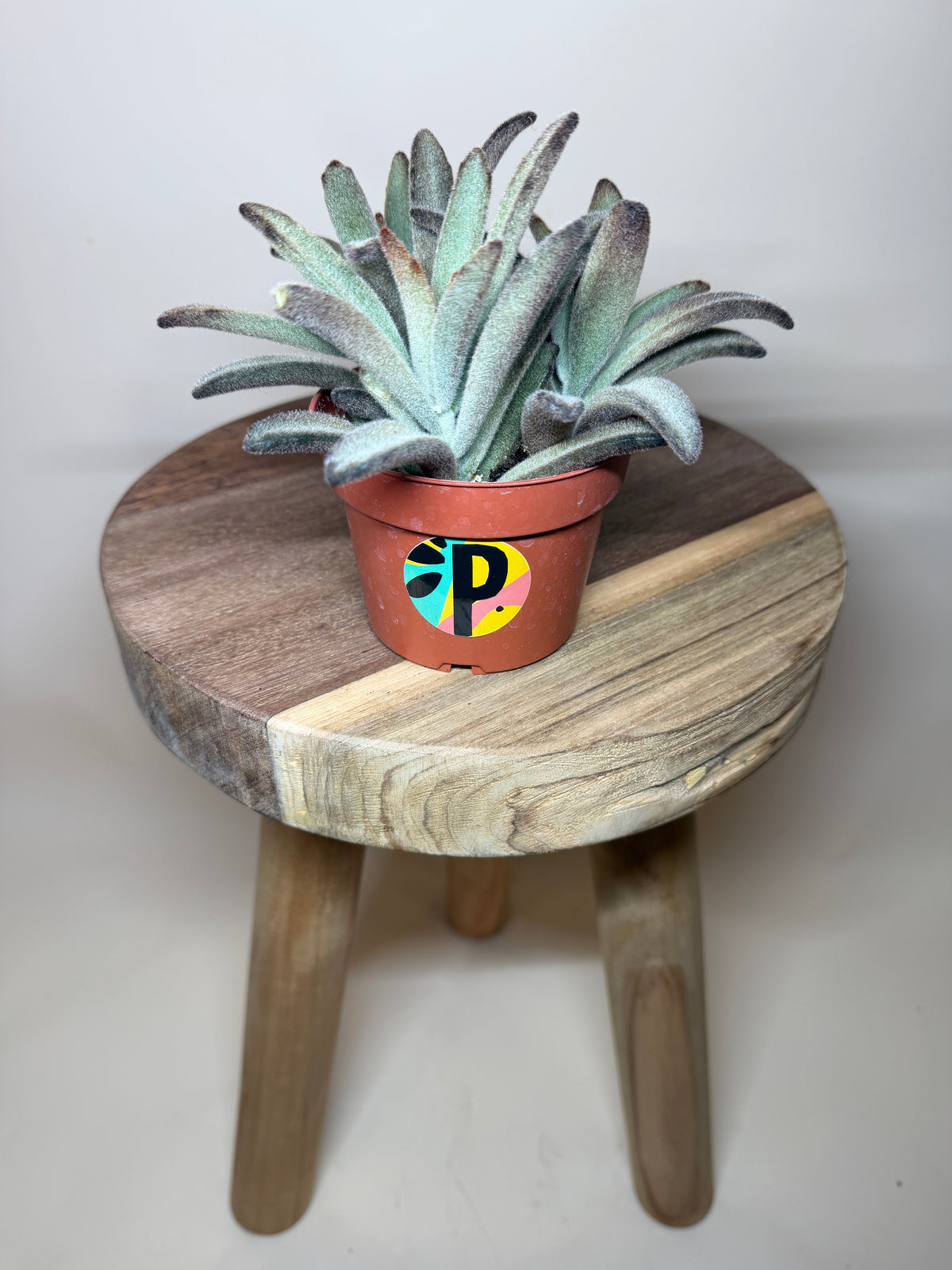 Panda 4” Pot