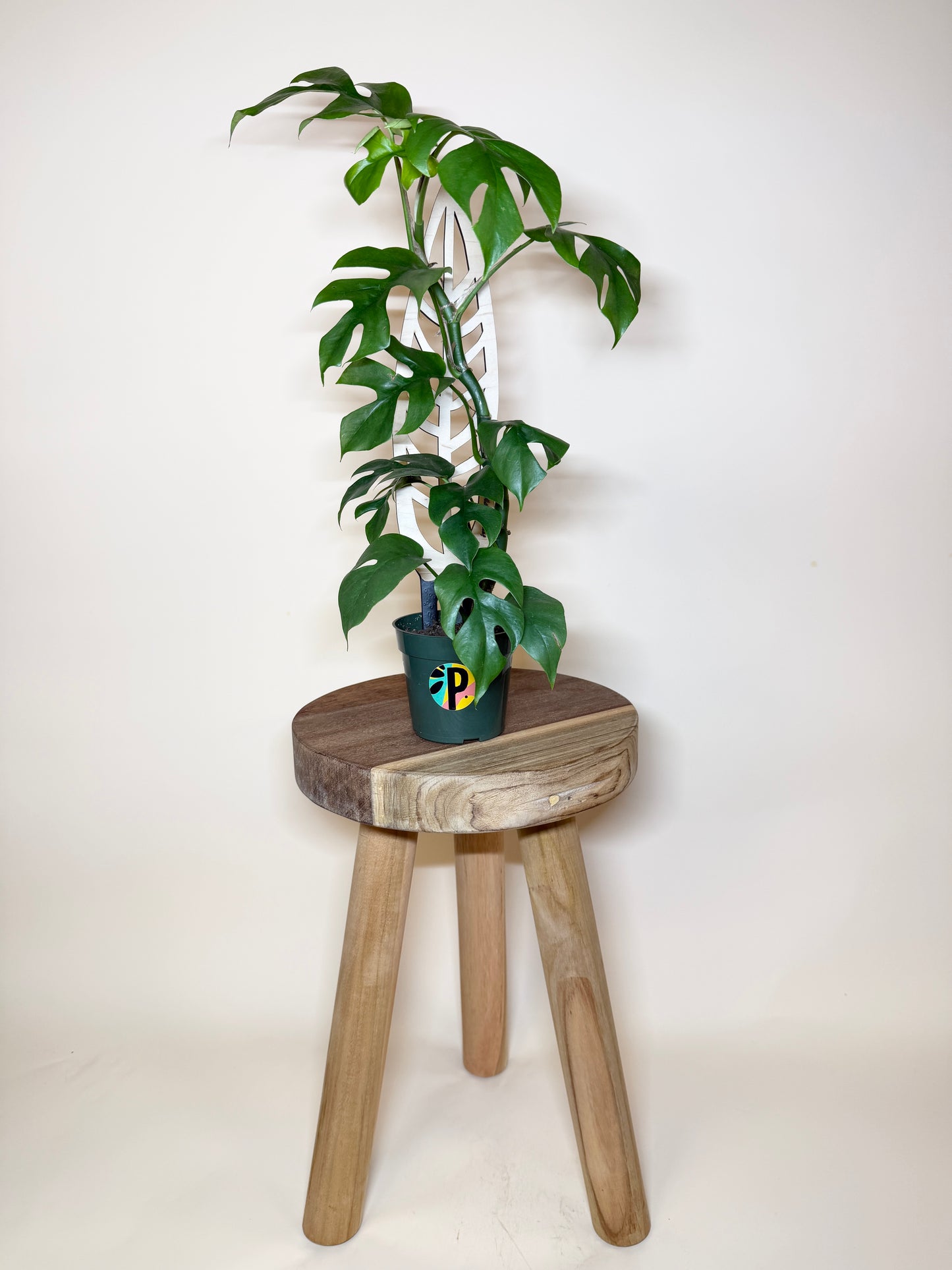 Treleaf Bare Anthrulla Trellis: Regular Size