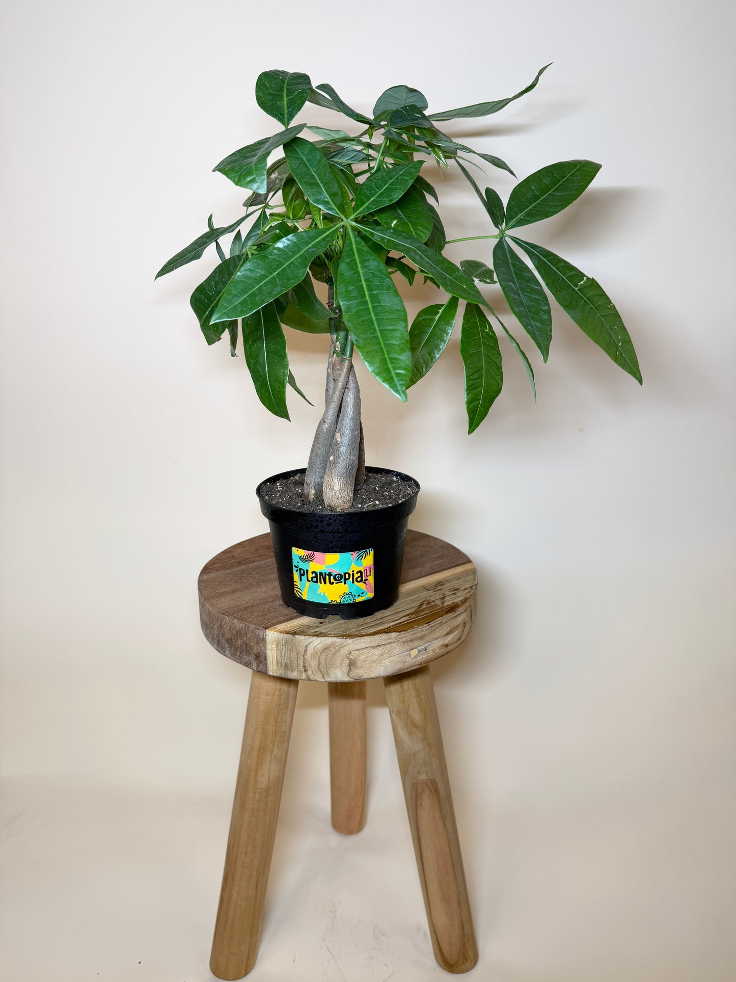 Money Tree Braided 6” Pot