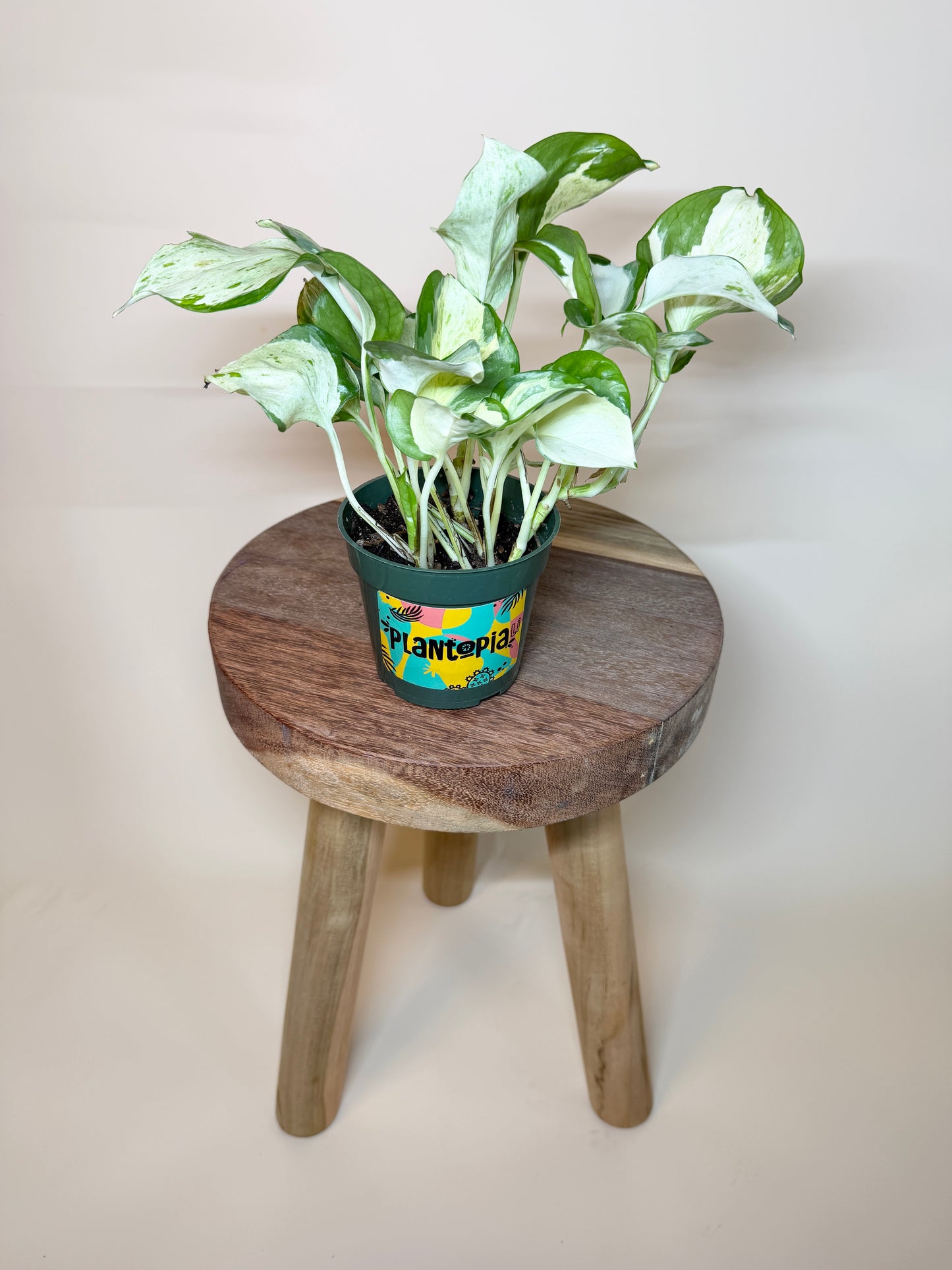 Pothos Manjula 4” Pot