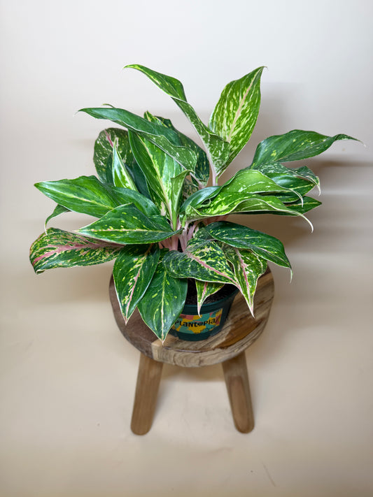 Aglaonema Pink 6” Pot