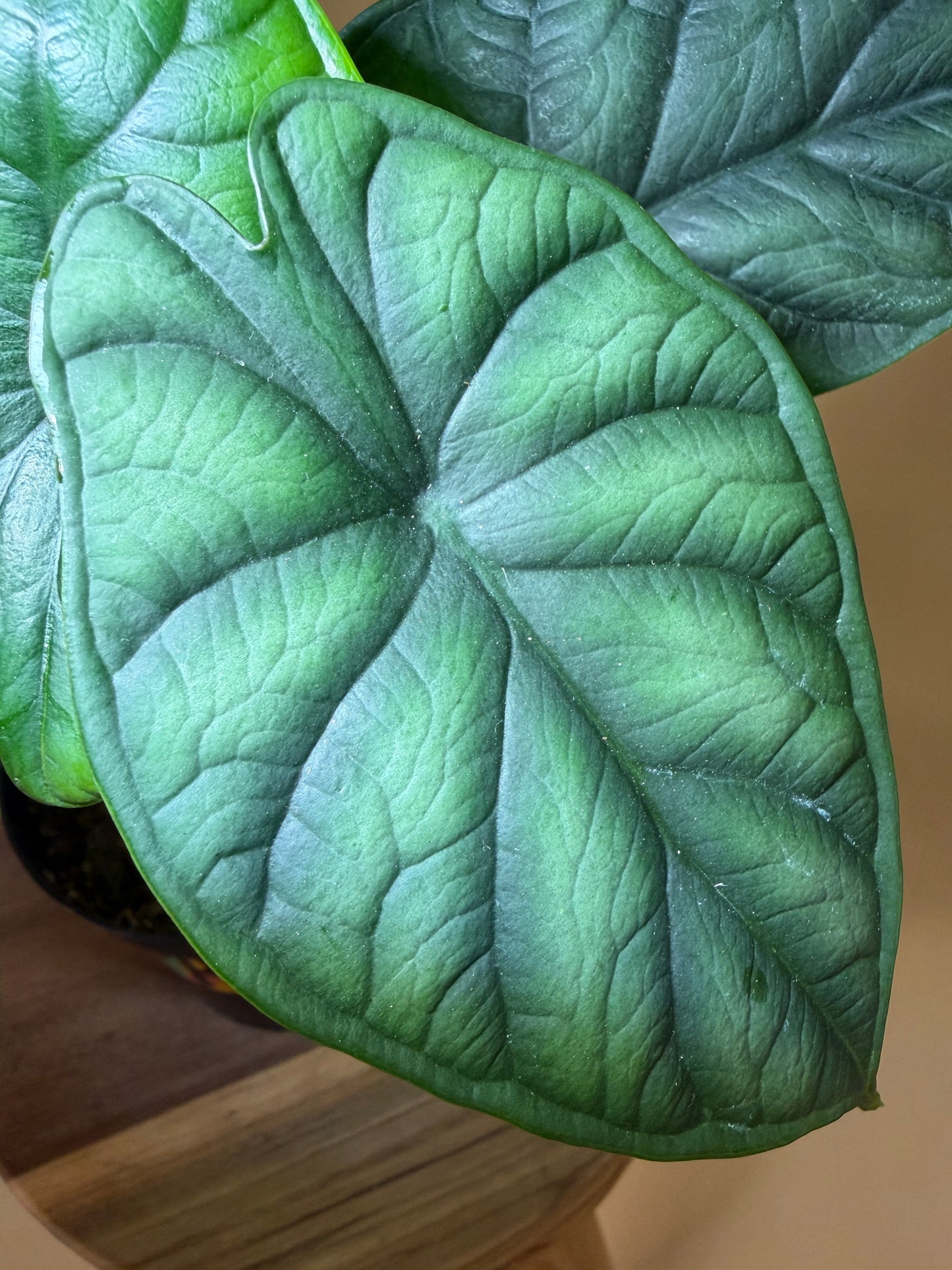 Alocasia Baginda ‘Dragon Scale’ 6” Pot