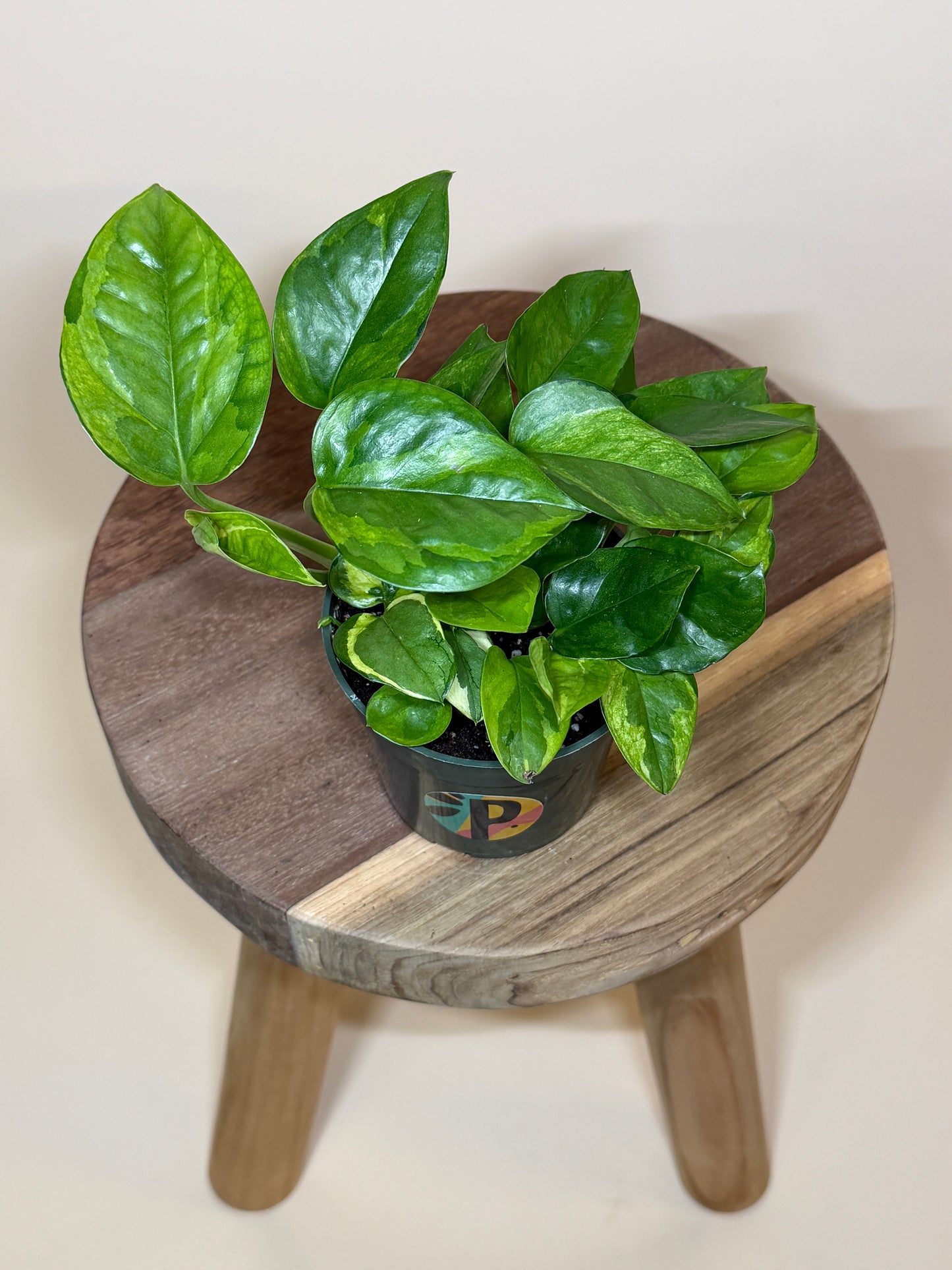 Pothos Lizard Queen 4” Pot