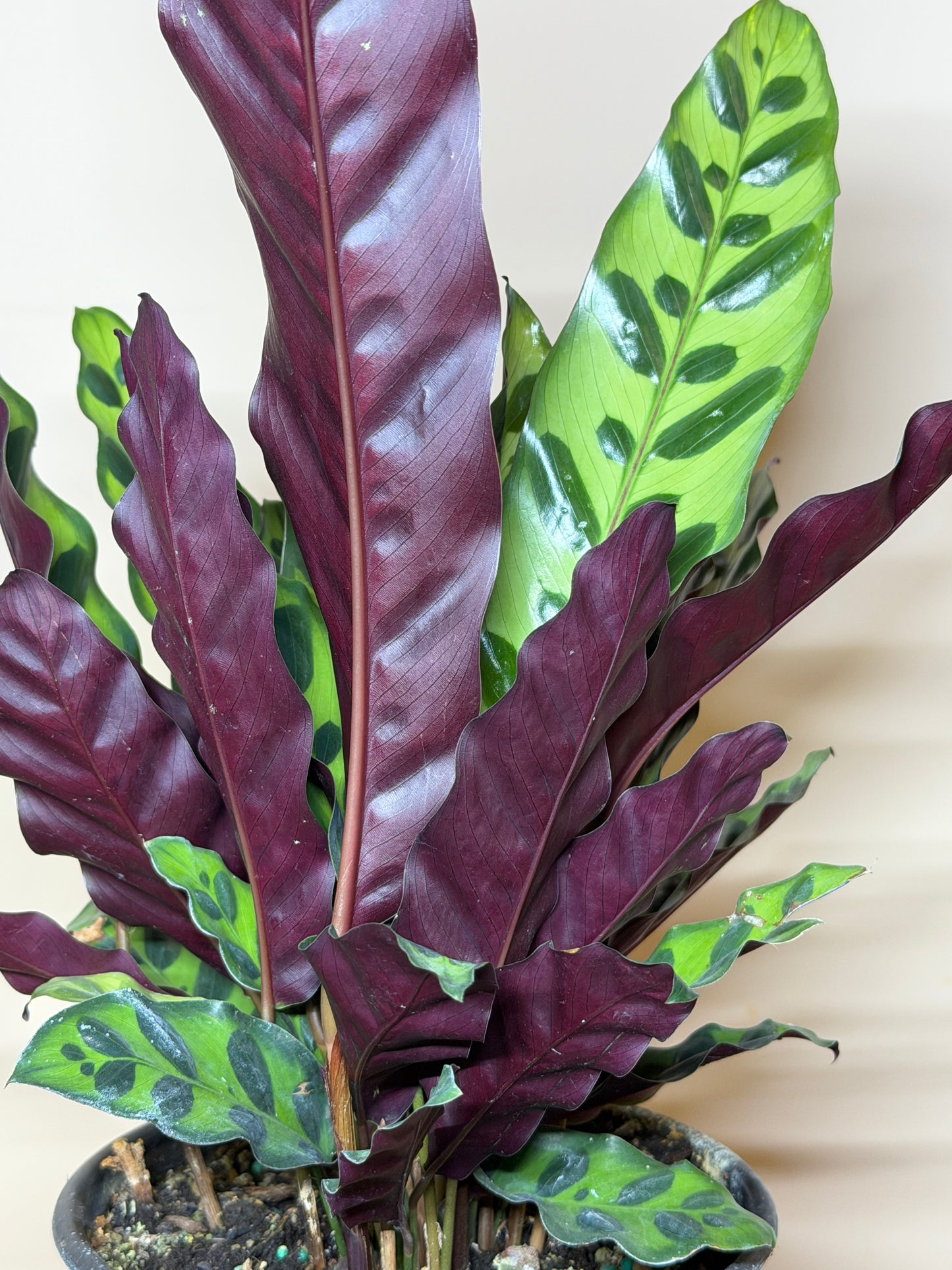 Calathea Rattlesnake 6" Pot