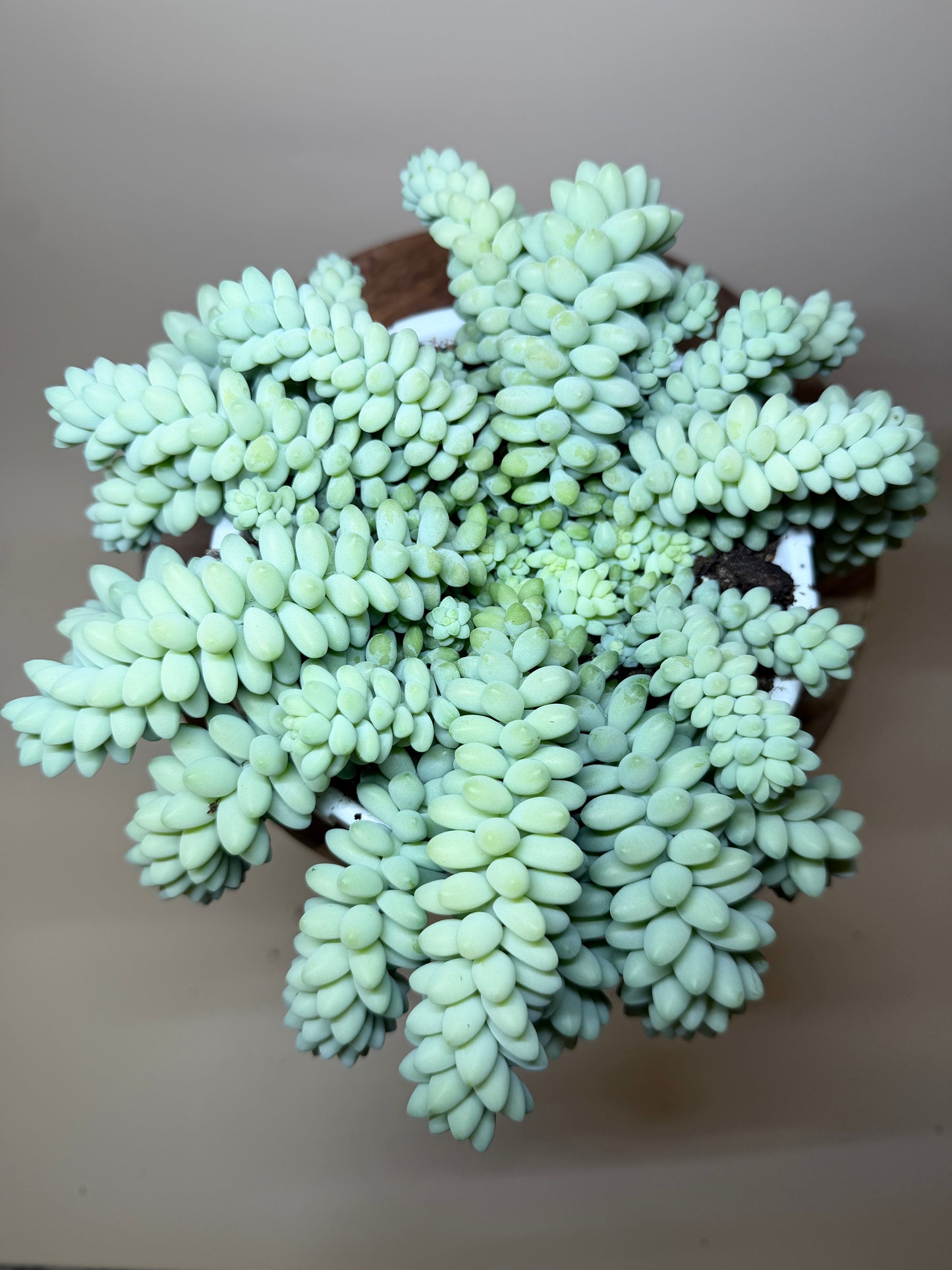 Burro’s Tail 6” Pot